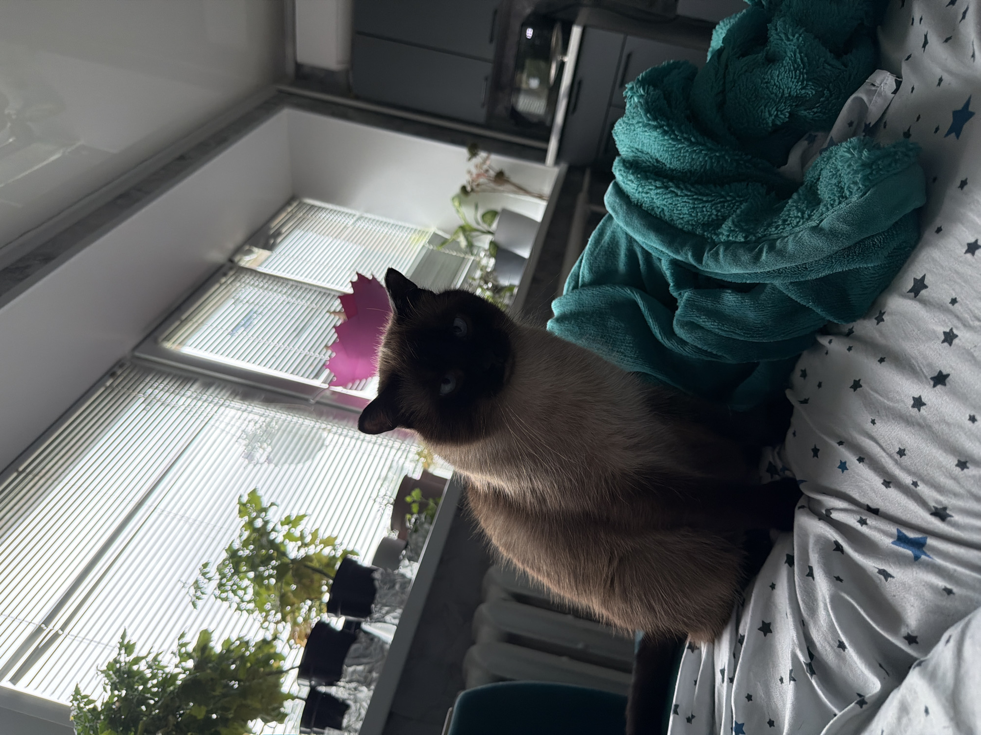 A Siamese cat with dark brown points and piercing blue eyes sits on a bed with white sheets adorned with dark gray and blue stars. The cat is positioned on the left side of the frame, facing slightly towards the viewer. A rumpled teal blanket is draped over the bed to the right of the cat. In the background, a window with horizontal blinds is visible, revealing several potted plants on a windowsill. The overall environment suggests an indoor residential setting.