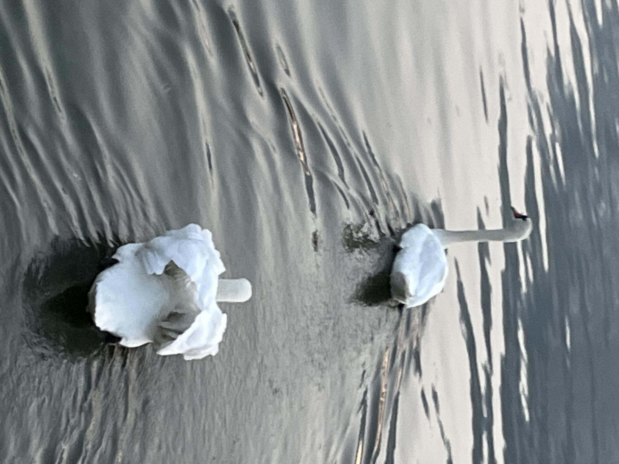 Two white swans are swimming in dark, rippling water. One swan is in the foreground, facing away from the camera, with its tail feathers fanned out. The other swan is in the background, facing left, with its neck curved. The water reflects the sky, creating a pattern of light and dark horizontal lines. The scene appears to be in a natural body of water, possibly a river or lake. The location in Dnipro, Ukraine, is not specified within the image.