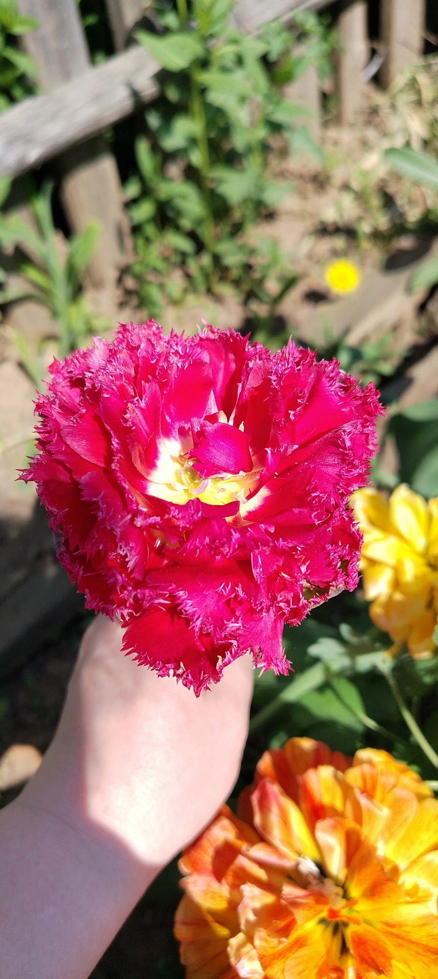 A close-up, sunlit, high-angle shot depicts a bright pink tulip flower held in a person's hand. The flower has a frilly, fringed petal edge and a yellow center. Other flowers, one yellow and one orange-and-yellow, are partially visible in the background, along with green foliage and patches of dirt. A weathered wooden fence is visible in the upper left corner of the image. The location is likely an outdoor garden or natural area. This cannot be placed in the city of Зипуново, Russia because the exact location of the scene is not provided.