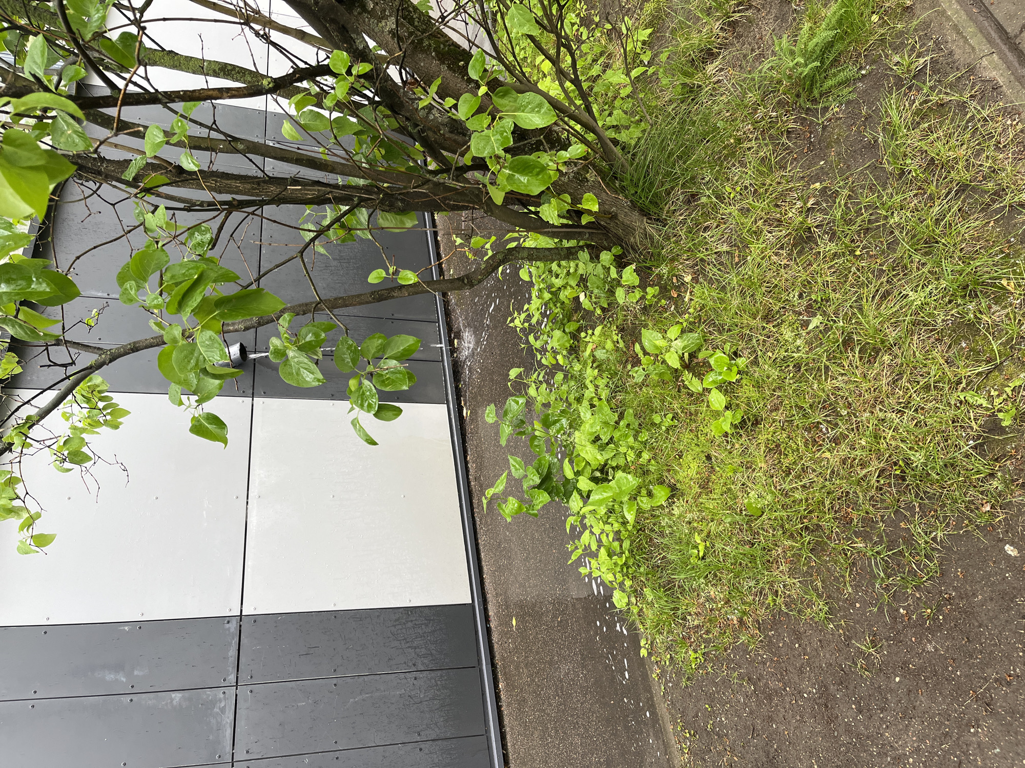 This is a medium shot photograph of a tree with green leaves and a building facade in the background. The tree is in focus and occupies the right side of the frame. The building facade, located on the left, is composed of alternating grey and white rectangular panels. Water is running down the facade and onto the ground, which appears to be asphalt. There are small green plants and grass growing around the base of the tree and on the edge of the asphalt. The scene suggests it is raining or has recently rained. The location is identified as Minsk, Belarus. There are no people or animals visible in the image.