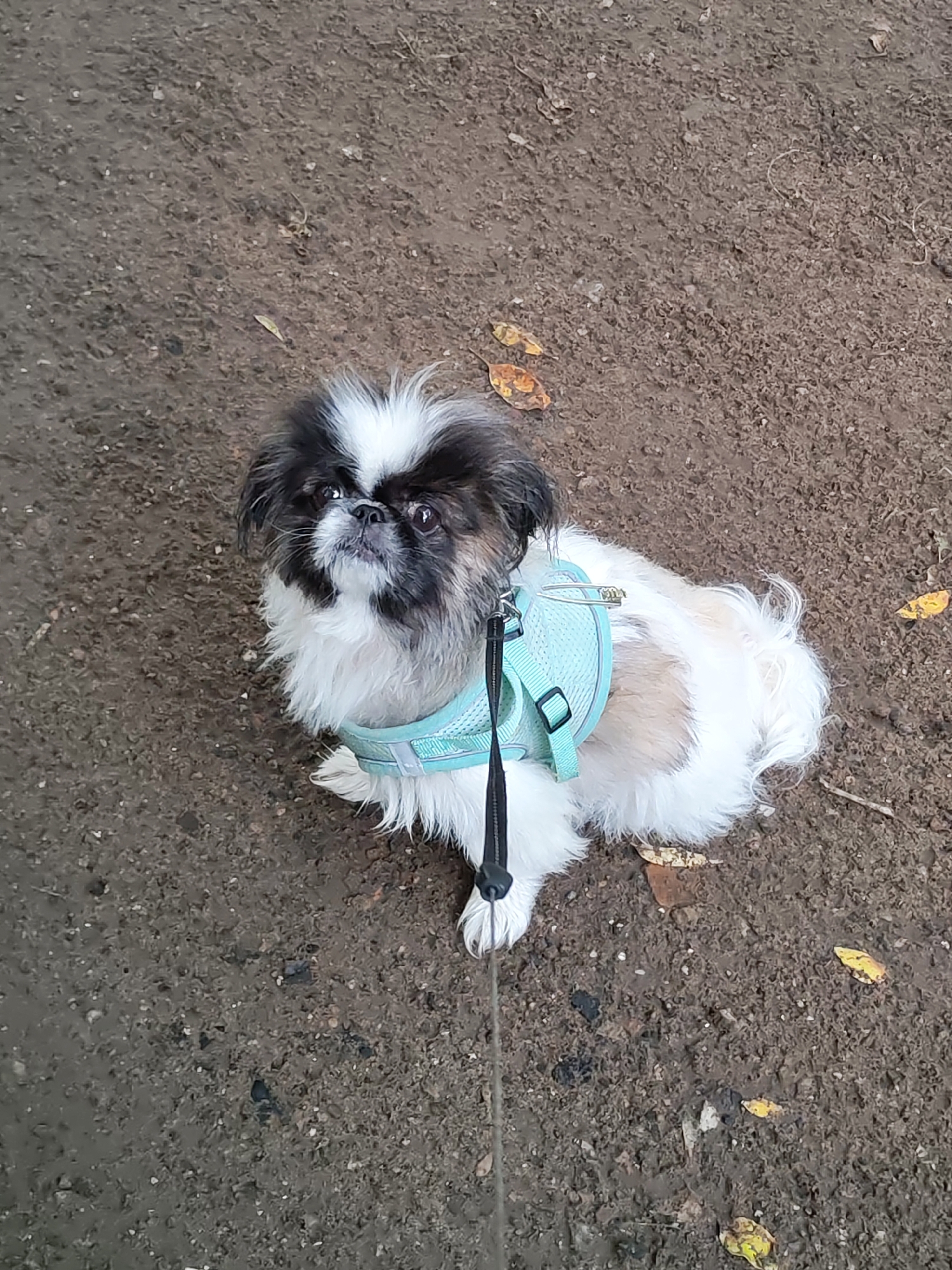 A small dog with black and white fur is sitting on the ground. The dog is wearing a light blue harness and a leash is attached to it. The ground is covered with dirt and some fallen leaves. The scene appears to be outdoors in a park or natural area. The location is not specified in the image or provided context.