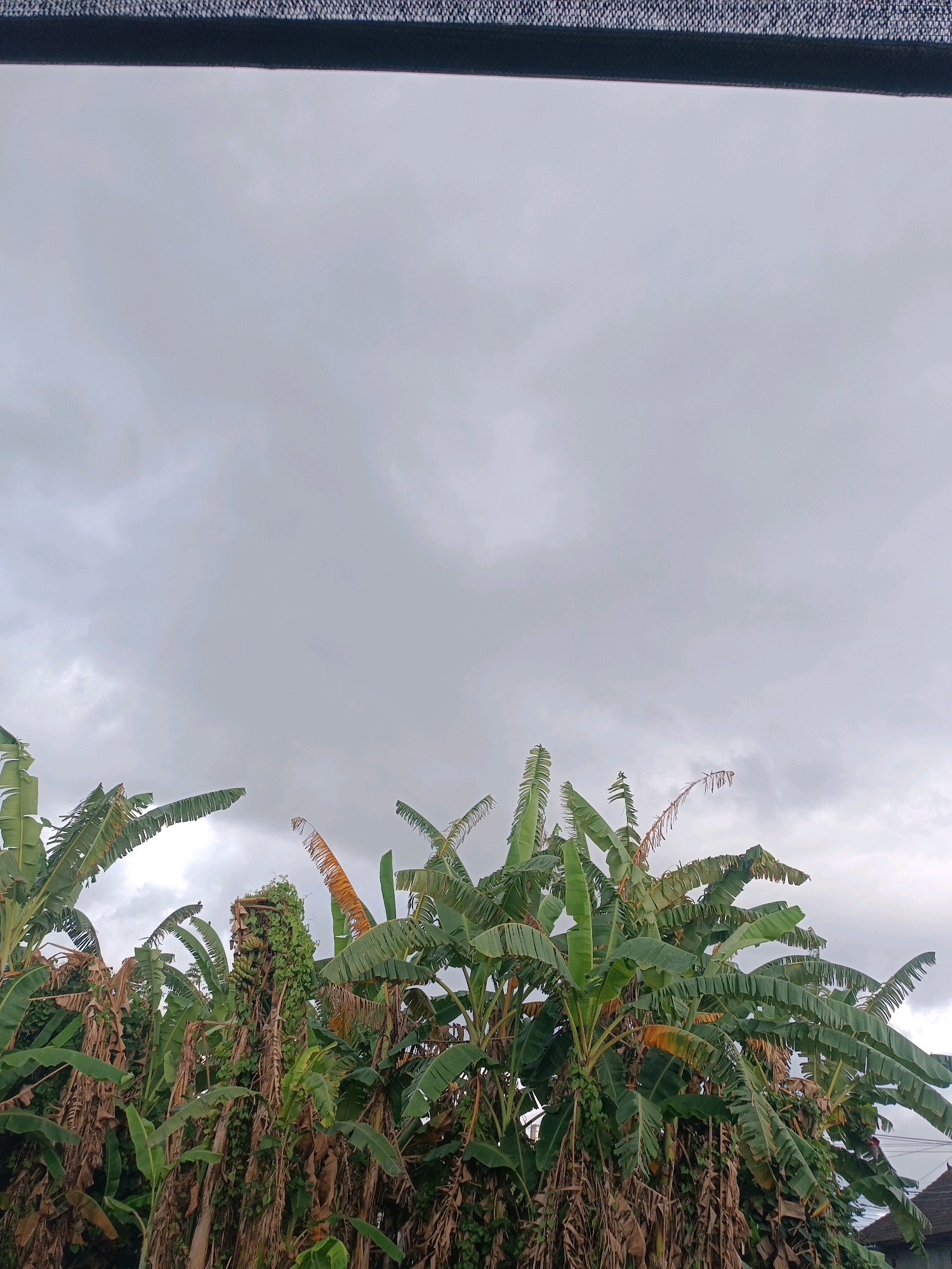 A wide shot captures a dense cluster of banana trees against an overcast sky. The trees are a mix of vibrant green and dried brown leaves, with some bunches of green bananas visible. The foreground is filled with the foliage, obscuring the ground. In the upper portion of the image, a dark, textured band stretches across the top, likely representing the edge of a structure or shading device. The background is dominated by a uniform gray sky, indicating cloudy weather. The scene appears to be outdoors, possibly in a rural or semi-rural area within Tabanan, Indonesia, given the vegetation. No people or animals are visible in the frame.