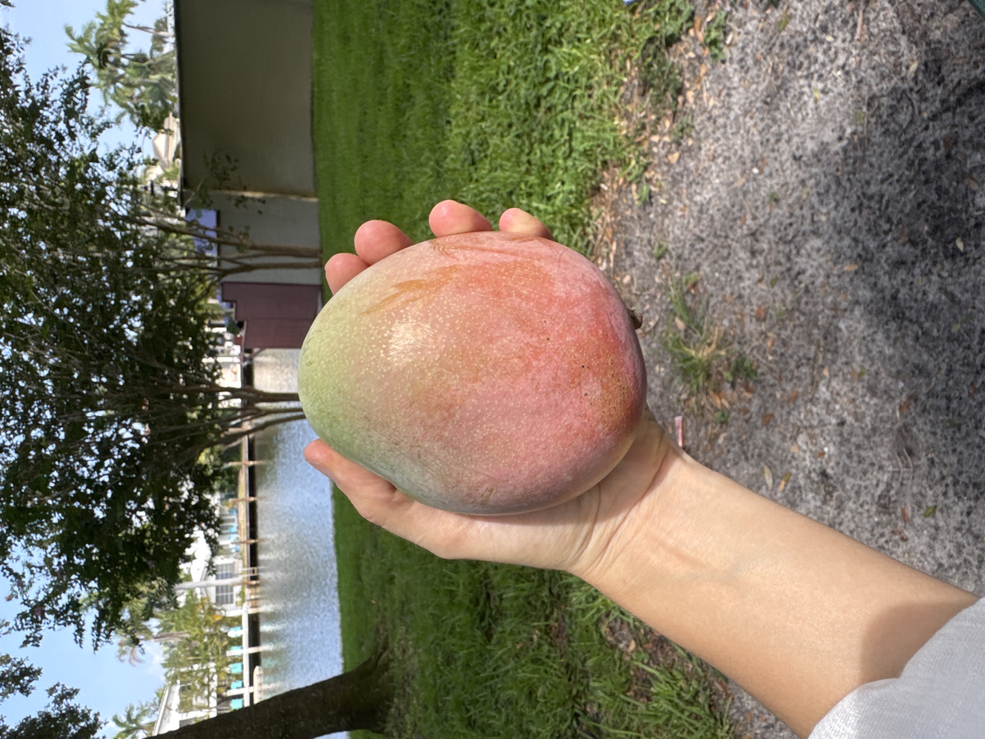 In Fort Lauderdale, Florida, a person's hand, with visible skin tone and subtle veins, holds a large, ripe mango. The mango displays a gradient of colors, from green at the top to vibrant pink and red hues at the bottom, indicating its readiness to eat. The background features a tranquil canal with calm water, bordered by lush green grass and trees. In the distance, residential buildings with white facades and palm trees can be seen, suggesting a suburban or waterfront neighborhood. The ground in the foreground is covered with a mixture of gravel and dry leaves.