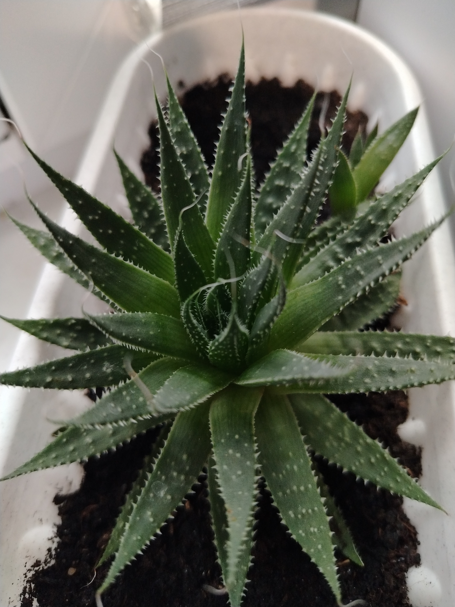 A close-up shot shows a succulent plant in a white planter. The plant has long, pointed green leaves with small white spots and serrated edges. Some thin, wispy white hairs are visible on the leaves. The plant is potted in dark soil within the white planter, which is situated in a bright, indoor environment. The background is blurred, suggesting a shallow depth of field. There is no indication of the city of Hrodna, Belarus in the image.
