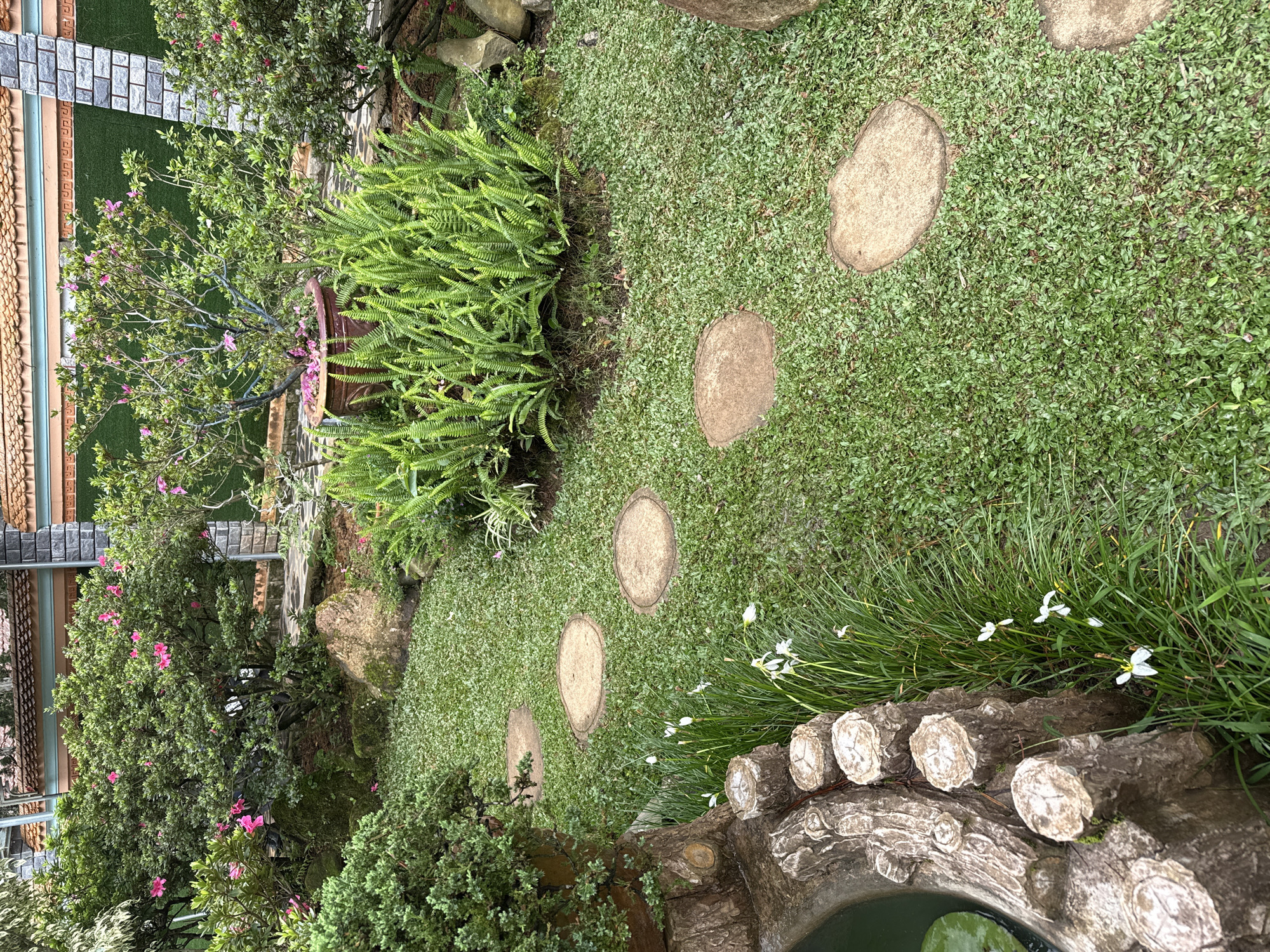 The image shows a serene garden scene, likely located in Da Lat, Vietnam, a city known for its lush landscapes and French colonial architecture. The foreground features a decorative pond edge, constructed from textured, wood-like material, with several weathered, round stumps arranged vertically. Adjacent to the pond are slender green stalks bearing delicate white flowers, adding a touch of natural beauty.
A winding path of stepping stones, irregular in shape and earthy in tone, leads diagonally across a well-maintained lawn of vibrant green grass. The stones appear to be made of stone or concrete, designed to blend with the natural surroundings.
The middle ground is dominated by dense, bright green ferns, their fronds creating a textured tapestry. Behind the ferns, an azalea bush bursts with clusters of bright pink blossoms, suggesting a springtime bloom. Further back, a larger azalea bush, also adorned with pink flowers, stands near a distinctive, round terracotta pot filled with more pink azaleas.
The background reveals more of the garden's design, with glimpses of manicured hedges and more flowering plants. A glimpse of a building with a tiled roof and brick accents suggests a residential or public structure, consistent with the architectural style found in Da Lat. The overall impression is one of a carefully cultivated, tranquil garden space, designed to be visually appealing and peaceful. There are no people visible in the image.