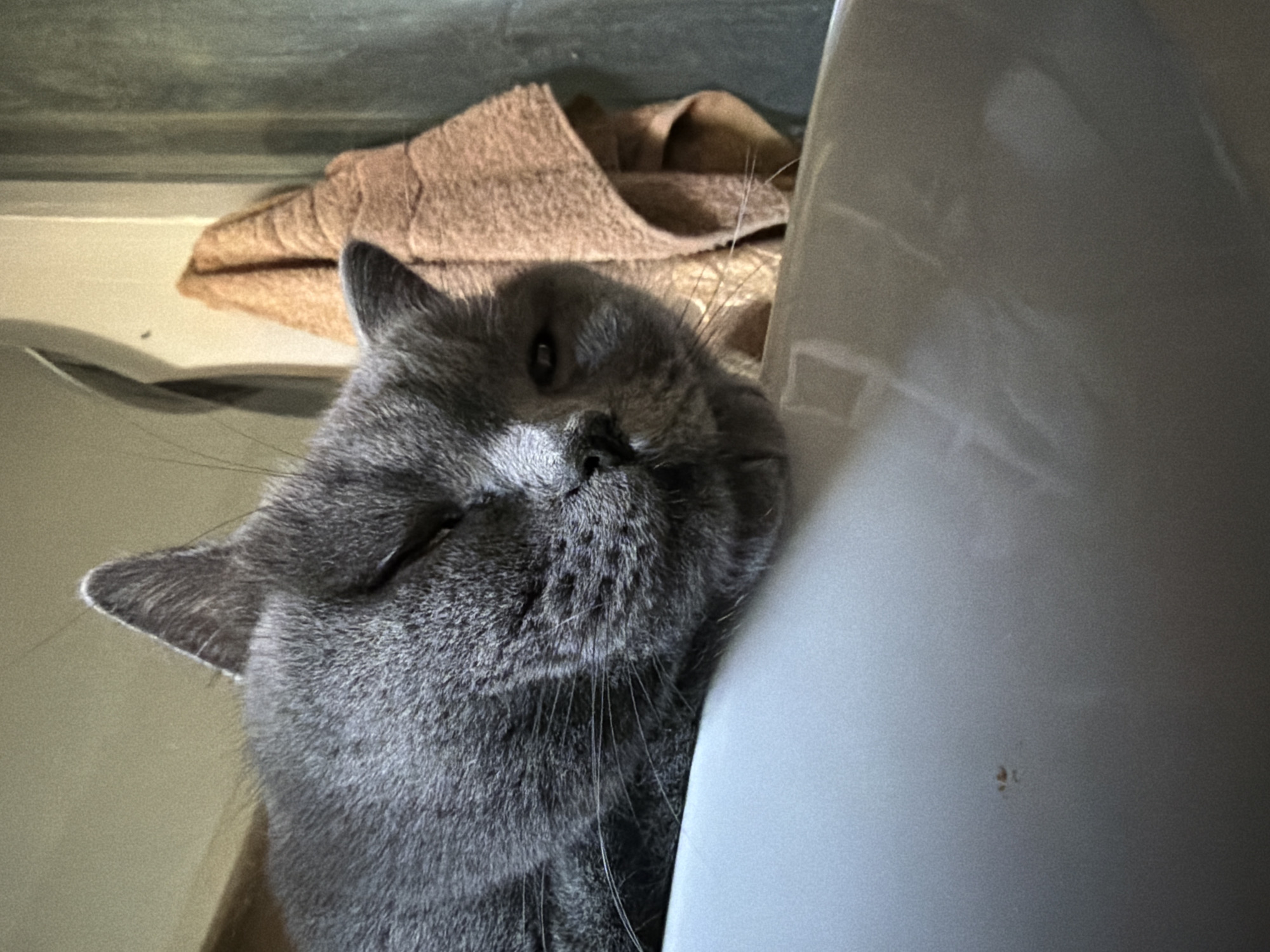 A grey cat is resting on the edge of a white porcelain sink. The cat's eyes are partially closed, and its head is tilted to the side. The cat is a British Shorthair breed, identifiable by its dense, plush fur and round face. In the background, a brown towel is hanging on the wall. The scene appears to be a bathroom, given the presence of the sink and towel. The lighting suggests it is daytime, possibly with natural light filtering into the room. The image is a close-up shot, focusing primarily on the cat and its immediate surroundings. There is no visible indication of the specific location within Szczecin, Poland.