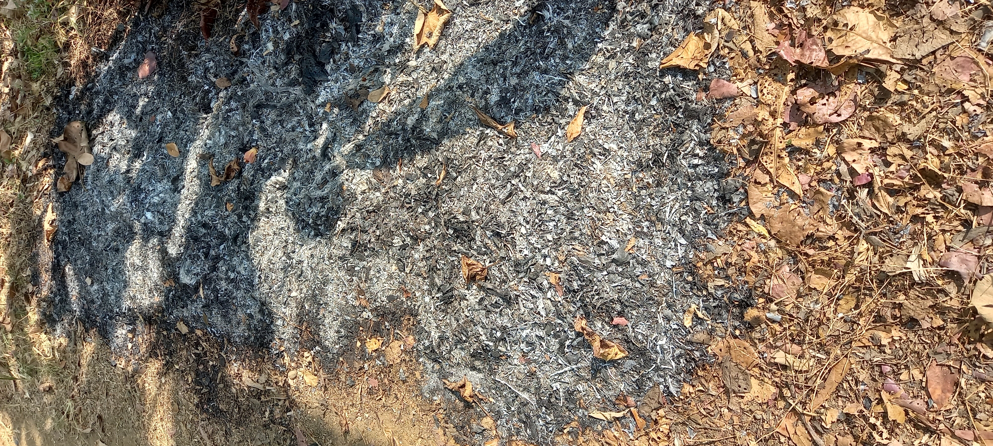 The image shows a pile of ash and burnt leaves on the ground, likely from a fire that occurred in Sidamulya, Indonesia. The ash is predominantly grey and white, with some darker charred remnants mixed in. Scattered among the ash are dry, brown leaves, some of which appear partially burnt or brittle. The ground surrounding the ash pile is composed of dirt and dry foliage. Shadows cast by unseen objects fall across the scene, suggesting it is daytime. There are no people or animals visible in the image.