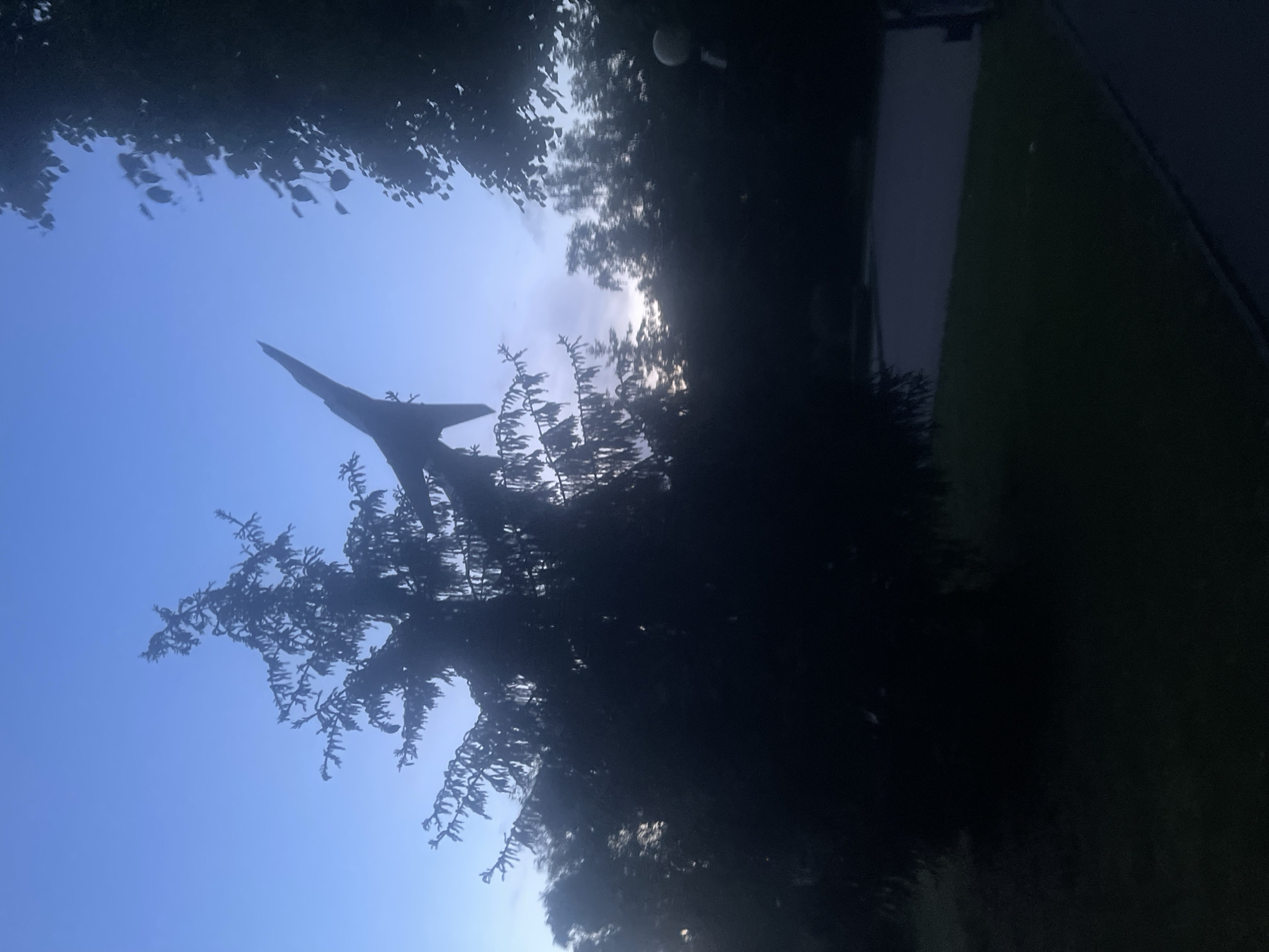 The image shows a silhouette of a tall, slender evergreen tree against a twilight sky. The tree's branches are dark and spiky, and a pointed object, possibly a piece of debris or an abstract sculpture, protrudes from its upper portion, reaching towards the sky. To the right, the dark silhouette of leafy trees frames the scene, and further to the right, a faint spherical light fixture is visible. In the background, beyond the trees, a blurred expanse of dark foliage suggests a wooded area or park. The ground in the foreground is a dark, grassy area that transitions to a paved walkway on the right. The sky is a gradient of deep blue at the top, transitioning to lighter blue and hints of pinkish-grey clouds near the horizon. The overall impression is a somewhat eerie or dramatic natural setting at dusk. This scene is located in the city of Poltava, Ukraine.