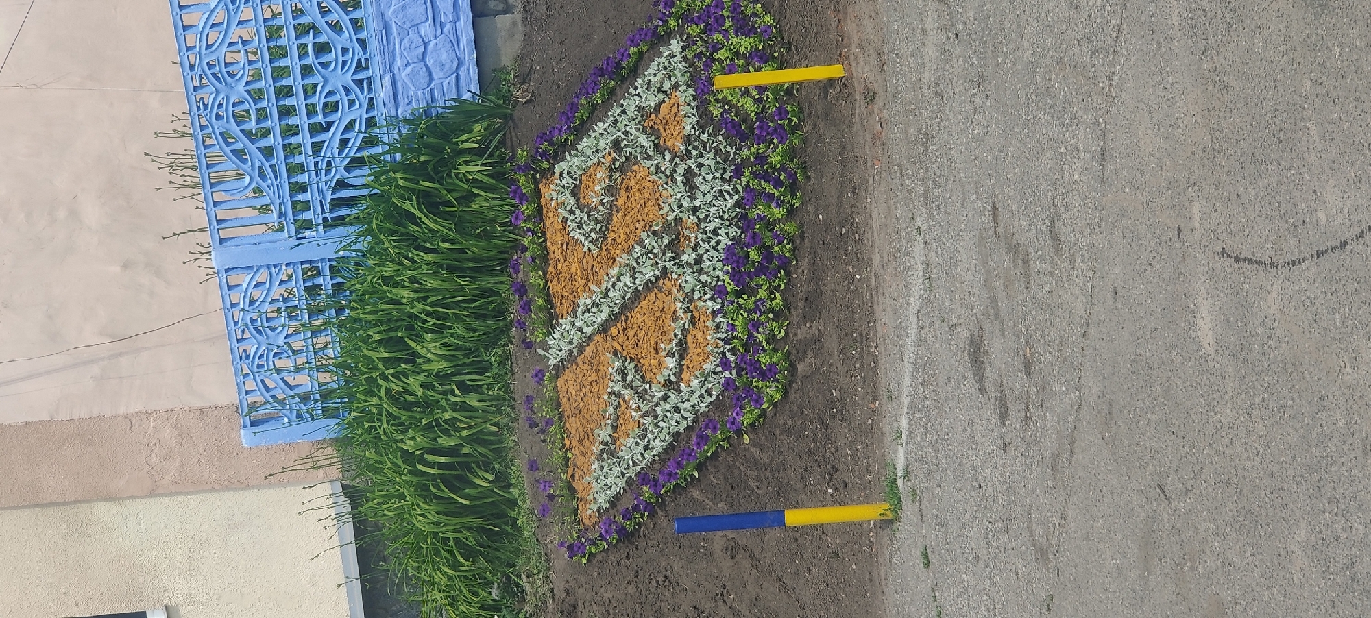 In Kolomak, Ukraine, a street-level view captures a floral arrangement in the foreground, shaped like the Cyrillic letters "ЛР". The letters are formed with orange-brown mulch and bordered by silver-leafed plants and purple flowers. Behind the floral display, a vibrant green hedge is visible, partially obscured by a bright blue metal fence with an ornate design. The fence runs horizontally across the middle ground. In the background, a building with textured walls in pale yellow and beige hues is seen. Two cylindrical posts stand in the foreground: one is yellow and blue striped, and the other is solid yellow. The ground is a mix of asphalt and dirt.