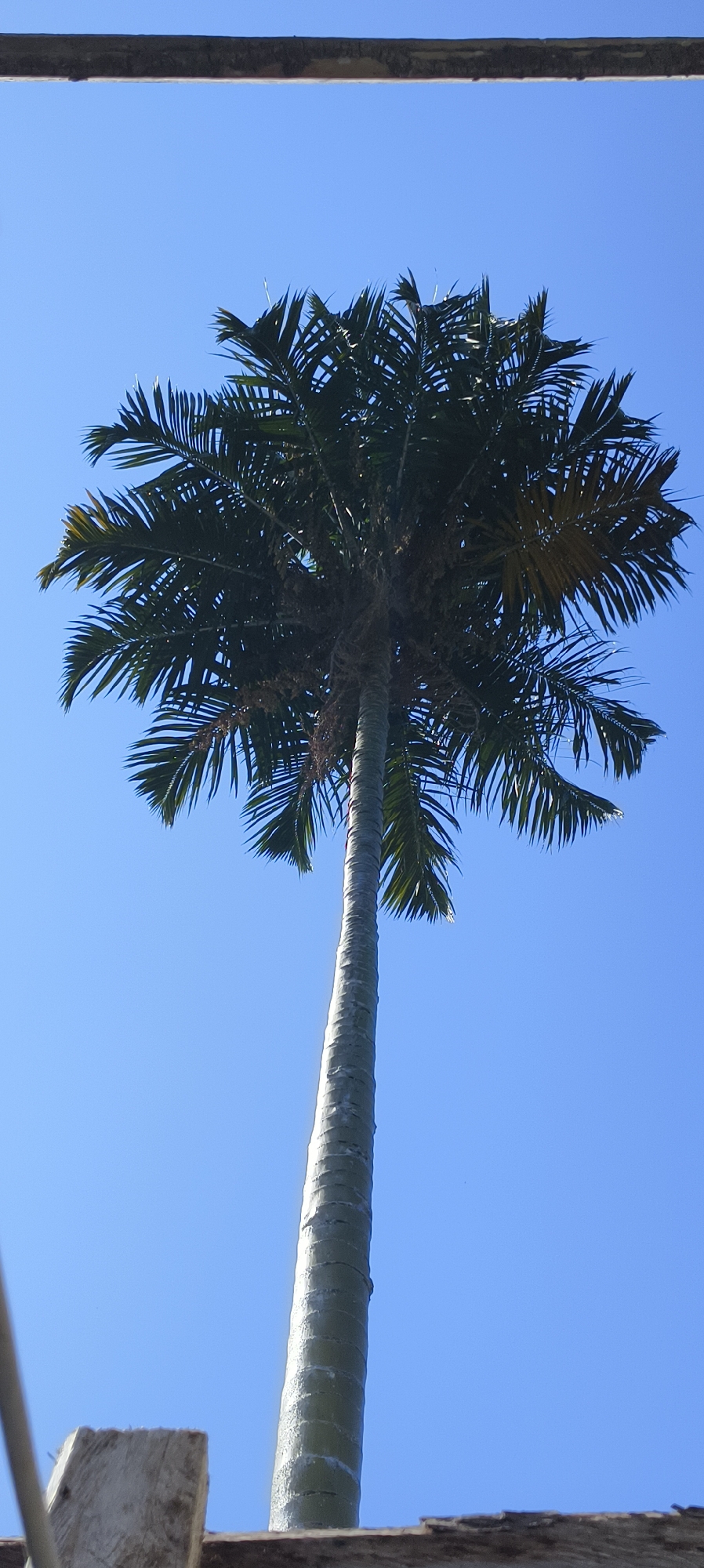 An upward-facing, medium-shot, eye-level photograph showcases a tall, slender palm tree reaching towards a clear, bright blue sky. The palm tree is the dominant subject, with its thick, segmented trunk extending vertically through the frame. At the apex of the trunk, a lush crown of feathery, dark green fronds fans out, creating a dense canopy against the sky. Some fronds appear slightly lighter green, suggesting they might be catching the sunlight. There are no people visible in the image. In the foreground, the tops of what appear to be wooden structures, possibly a railing or part of a building, are visible at the bottom of the frame, obscuring the base of the palm tree. The overall impression is one of a tropical environment, likely in a city like Waisai, Indonesia, known for its palm-fringed landscapes.