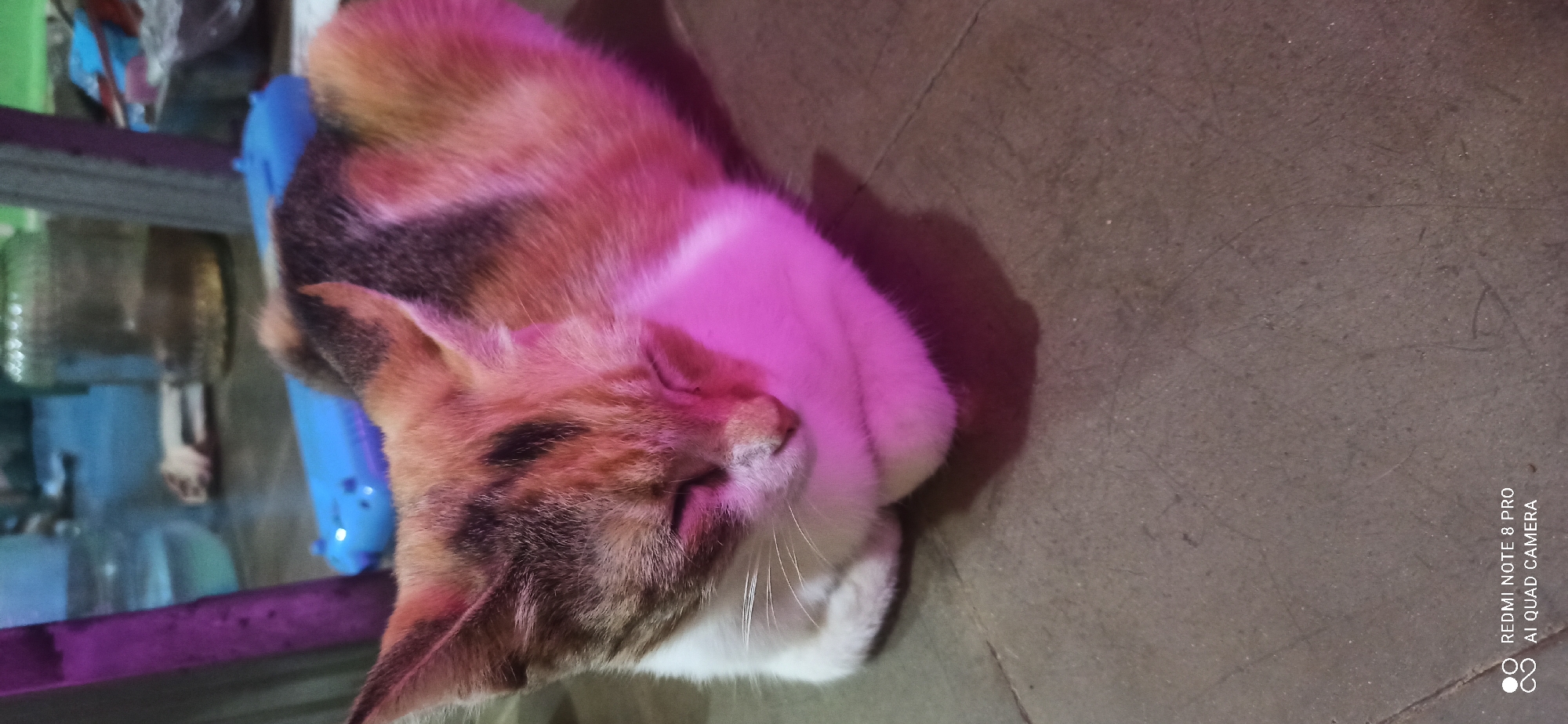 A calico kitten sleeps curled up on a tiled floor. The kitten's fur is a mix of white, black, orange, and brown. A pinkish light illuminates the kitten's face and body. In the background, there are various objects, including a blue plastic item and glass jars, but they are out of focus. The scene appears to be indoors.