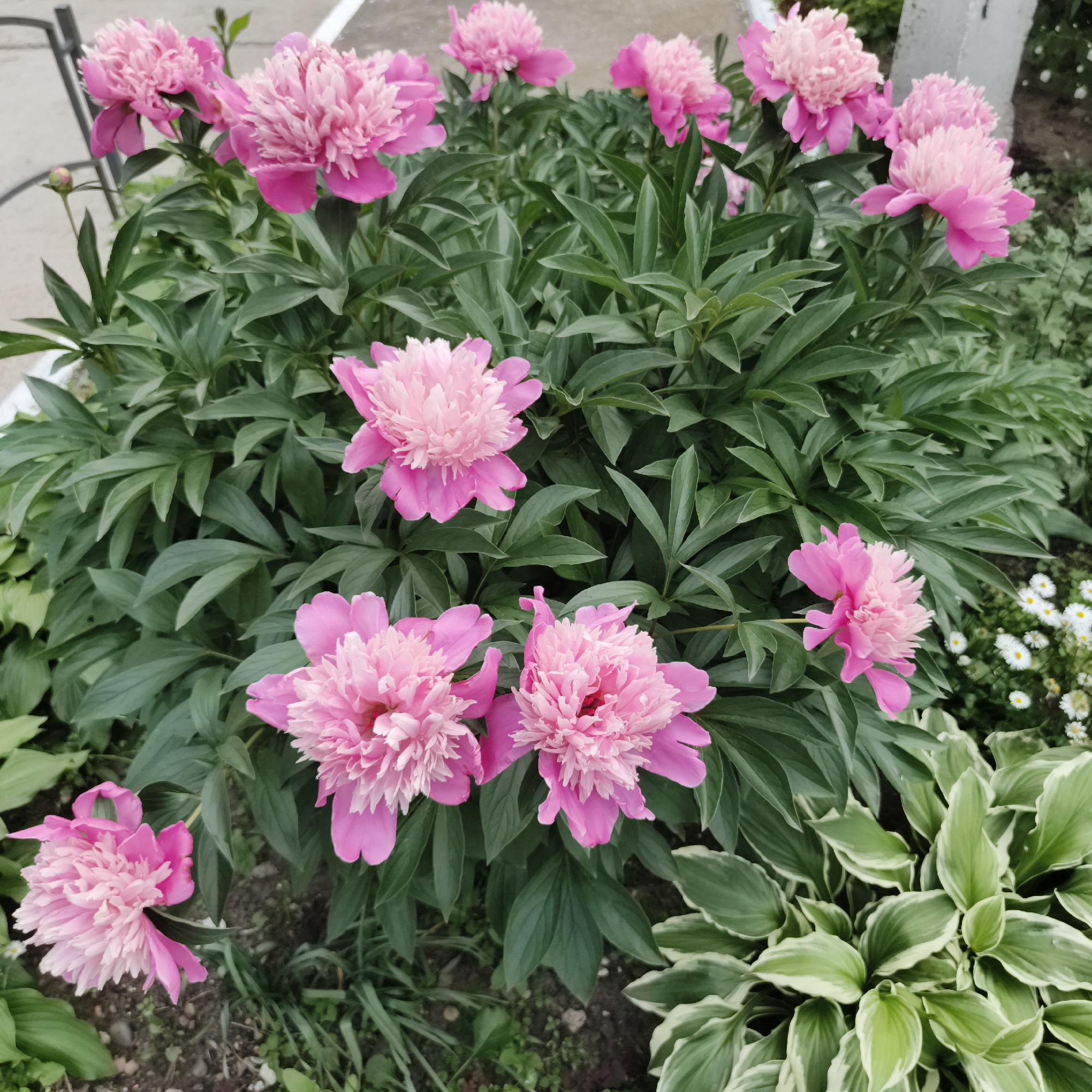 This image depicts a close-up view of a cluster of vibrant pink peonies in bloom. The flowers are the central focus, with their layered petals and rich color dominating the frame. Surrounding the peonies is lush, dark green foliage, characteristic of their dense growth. In the lower right corner, a variegated hosta plant with green and white leaves adds a contrasting texture and color to the scene. A few small white daisies are visible in the background, adding a delicate touch. The ground beneath appears to be a mixture of soil and mulch. The image quality is good, with sharp focus on the peonies and their immediate surroundings. The lighting suggests it was taken outdoors during the daytime. There are no people visible in the image. The setting appears to be a garden or park within the city of Chaikovsky, Russia, given the provided context.