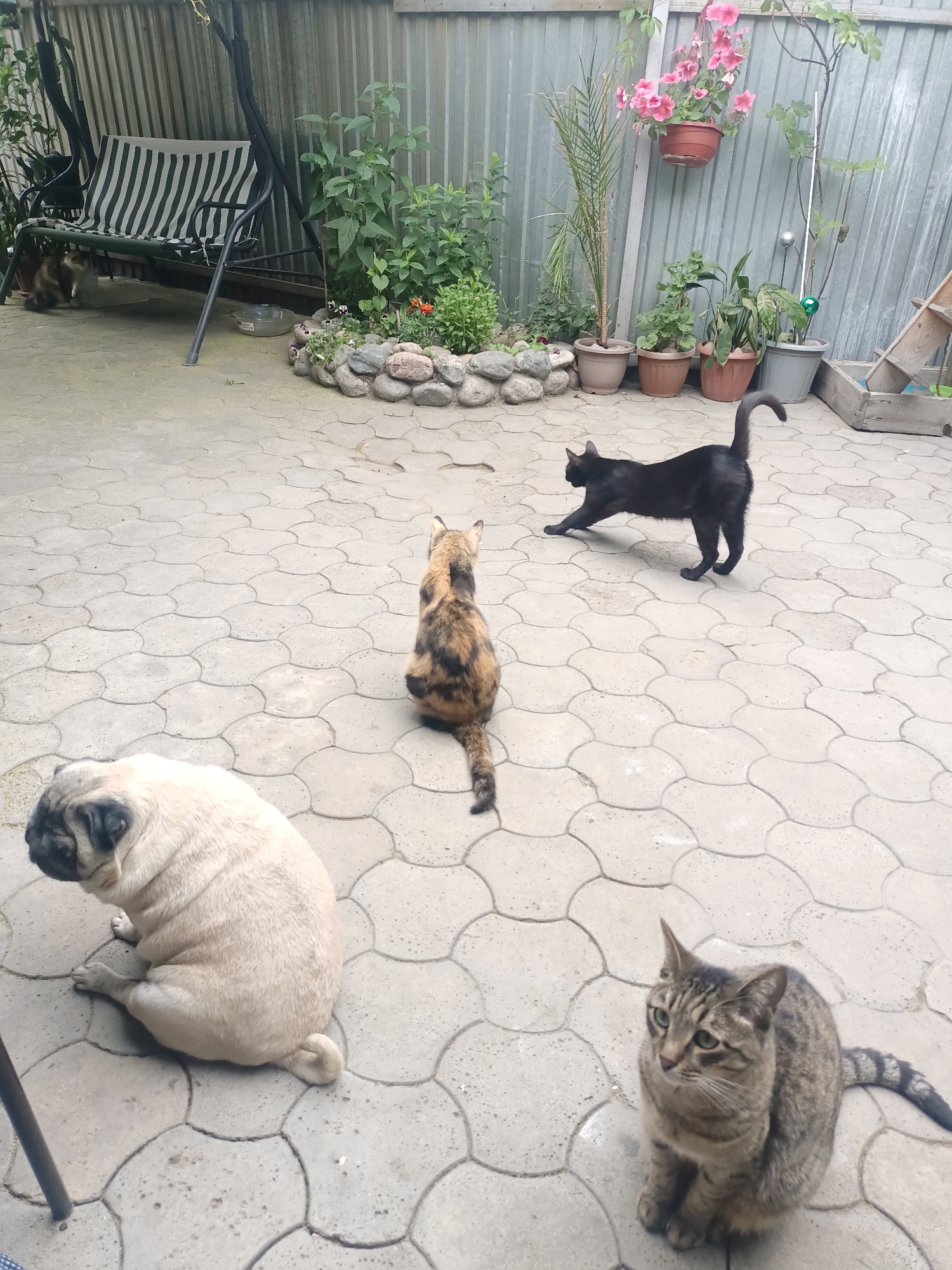 The image depicts an outdoor paved courtyard in Almaty, Kazakhstan, populated by multiple domestic animals and various plants.
Five domestic cats and one pug are present on the grey, interlocking paver stones that cover the ground. In the foreground to the left, a light-colored pug with a fawn coat and black muzzle sits facing left with its head slightly lowered. To the lower right, a grey and brown striped tabby cat sits upright, looking towards the left with light-colored eyes. Centrally positioned, a tortoiseshell cat with patches of black, orange, and cream fur sits with its back to the viewer, facing towards the midground. To its right, a solid black cat is captured mid-stretch or in a play bow, extending its front paws forward and arching its tail upwards, facing left towards the tortoiseshell cat. In the background to the left, under a dark-framed, striped two-seater swing with a white and green cushion, a fifth domestic cat is partially visible, obscured by the swing's frame.
The rear of the courtyard is defined by a vertical grey corrugated metal fence. Along the fence, a decorative garden bed with a low rock border contains various green plants and flowering red and white flora. A small, clear plastic bowl, likely a water dish, rests on the pavers near the garden bed. Multiple potted plants are arranged along the fence, including a tall palm-like plant in a terracotta pot, various green plants in terracotta and grey pots, and a hanging terracotta pot with pink flowering plants. A rustic wooden structure, resembling a small ladder or planter, leans against the fence on the far right. The lighting is soft and diffused, indicating an overcast day or a shaded area. No humans are visible.