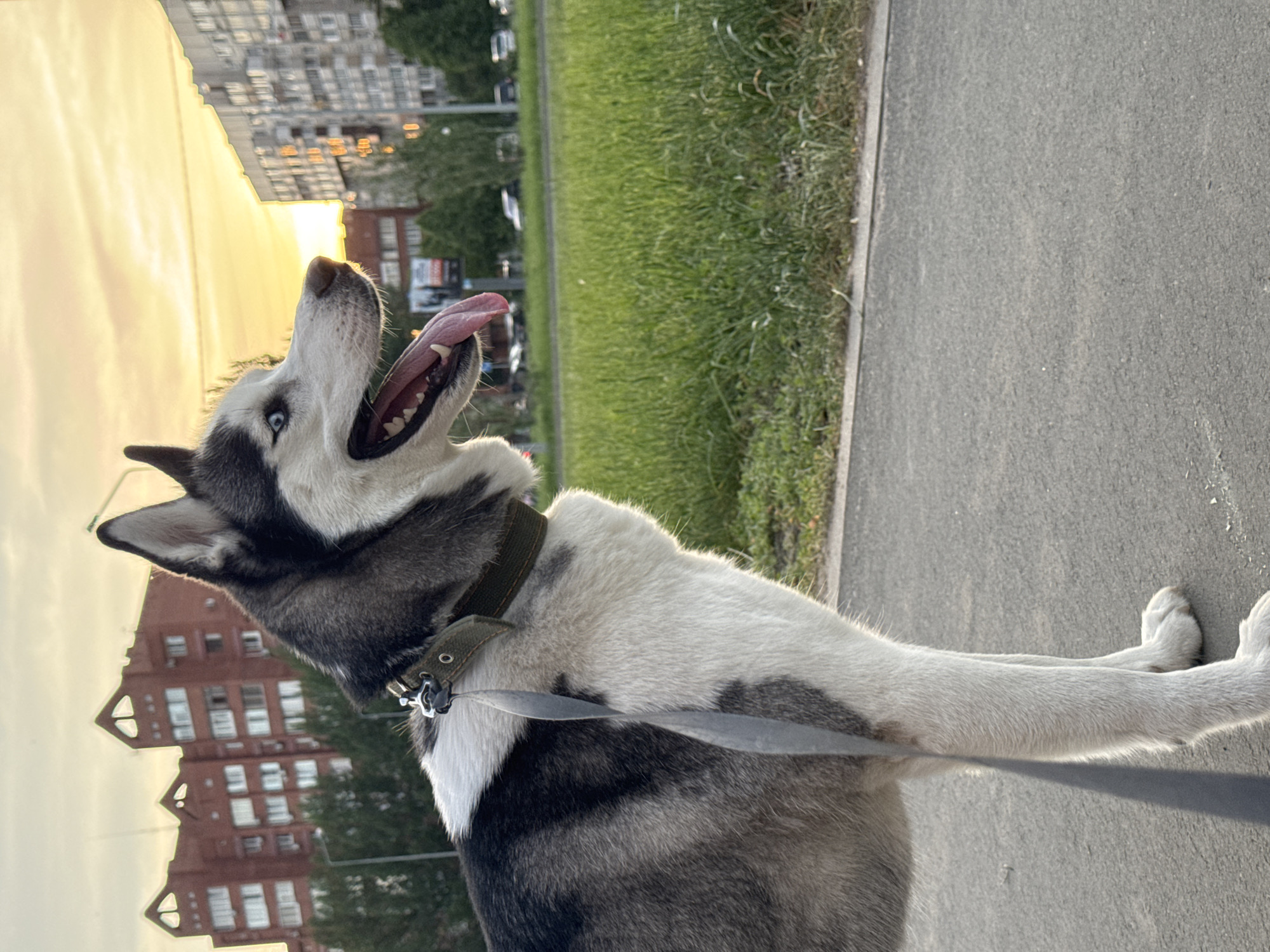 A husky dog stands on a sidewalk in a city. The dog is white and gray with blue eyes and is wearing a dark green collar. It is panting with its tongue hanging out. A gray leash is attached to the collar. The sidewalk is gray and there is grass and trees in the background. Buildings can be seen in the background as well, silhouetted by the sunset.