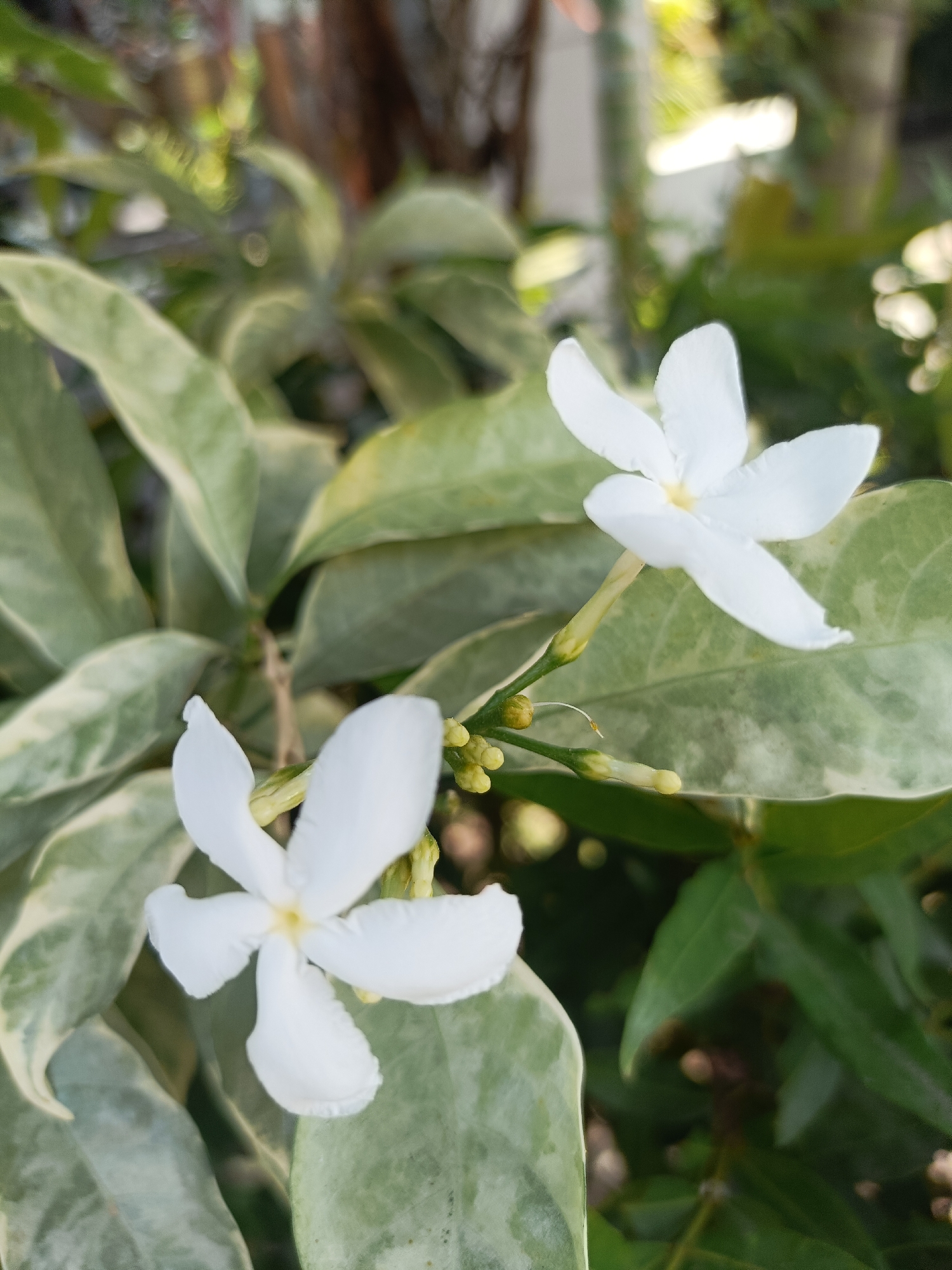 The image displays a close-up of two white flowers with five petals each, set against a backdrop of green and variegated leaves. The flowers appear to be delicate and are on slender stems. Small, unopened buds are also visible near the flowers. The lighting suggests an outdoor setting, likely during the daytime, with soft sunlight filtering through. The background is blurred, indicating a shallow depth of field, which focuses attention on the flowers and immediate foliage. No people or urban elements are discernible in the image. The environment suggests a garden or natural setting with lush vegetation. The image does not contain any specific identifiable landmarks or clues that would pinpoint its location within Kediri City, Indonesia.
