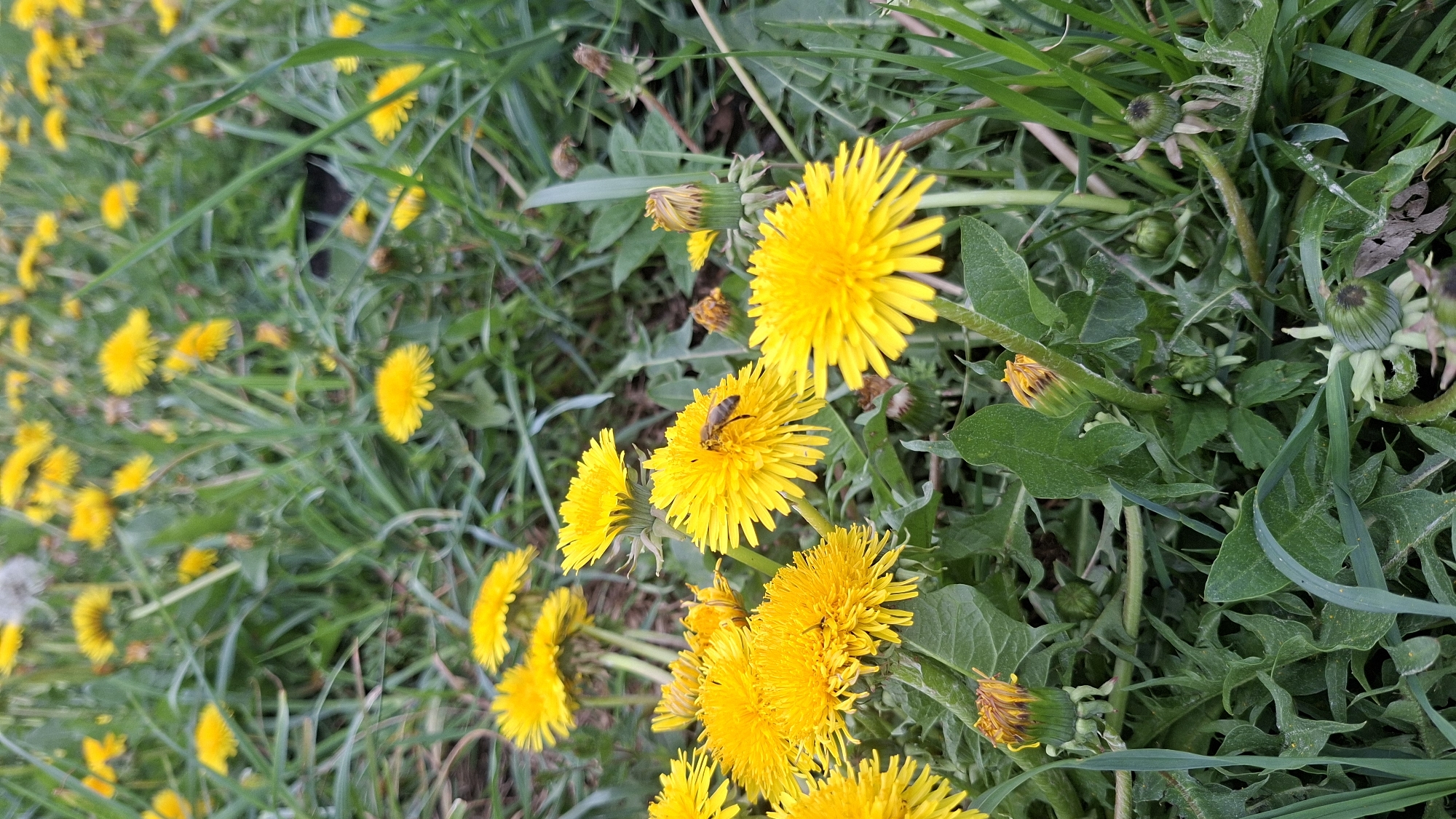 The image shows a patch of dandelions in full bloom. The yellow flowers are surrounded by green grass and foliage. There is a bee on one of the dandelions. The location is presumed to be in Забалоцкі сельскі Савет, Belarus, though there is no specific indicator in the image to verify that.