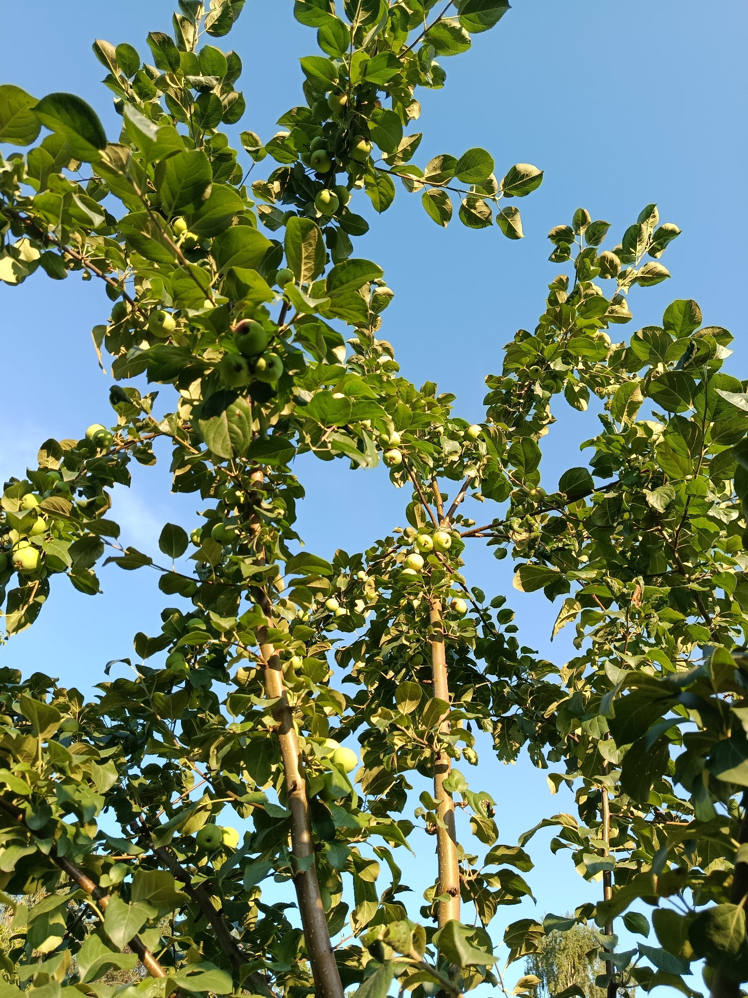 This image depicts an apple tree with numerous small, green apples and lush green leaves against a clear blue sky. The perspective is from below, looking up through the branches. The scene appears to be outdoors in a natural setting, possibly a garden or orchard. There are no people or animals visible in the image. The overall impression is one of a healthy, fruit-bearing tree on a bright day.