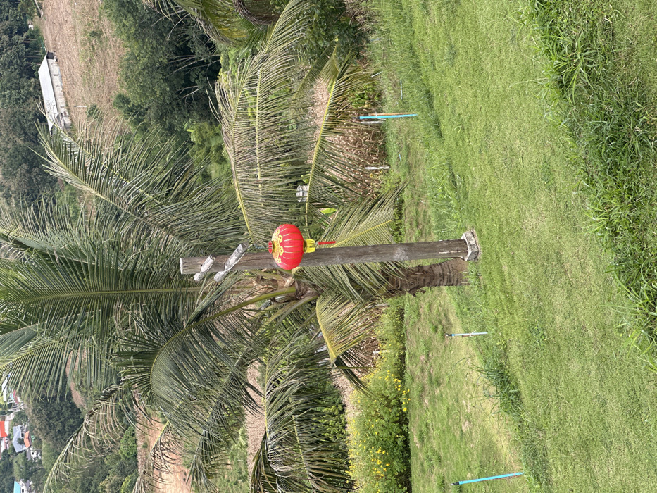 The image depicts a rural landscape in Ban Mai Saha Sampan, Thailand, observed under natural daylight. A large palm tree with green fronds is centrally located. Immediately to its right stands a weathered wooden utility pole, from which a red, spherical Chinese-style lantern with yellow decorative patterns and red tassels is suspended. The foreground consists of a sloping area of green grass, where several thin, light blue PVC pipes are visible, some capped. To the left midground, a cluster of yellow-flowering bushes grows. The right midground features a sloped field of dry, light brown vegetation. The background displays rolling green hills covered in dense foliage. On the far left of the background, a cluster of residential buildings with light-colored roofs is visible on a distant hill. On the far right, a long, white, rectangular building with a light roof is situated on a cleared, brown hillside. No individuals are present in the scene.