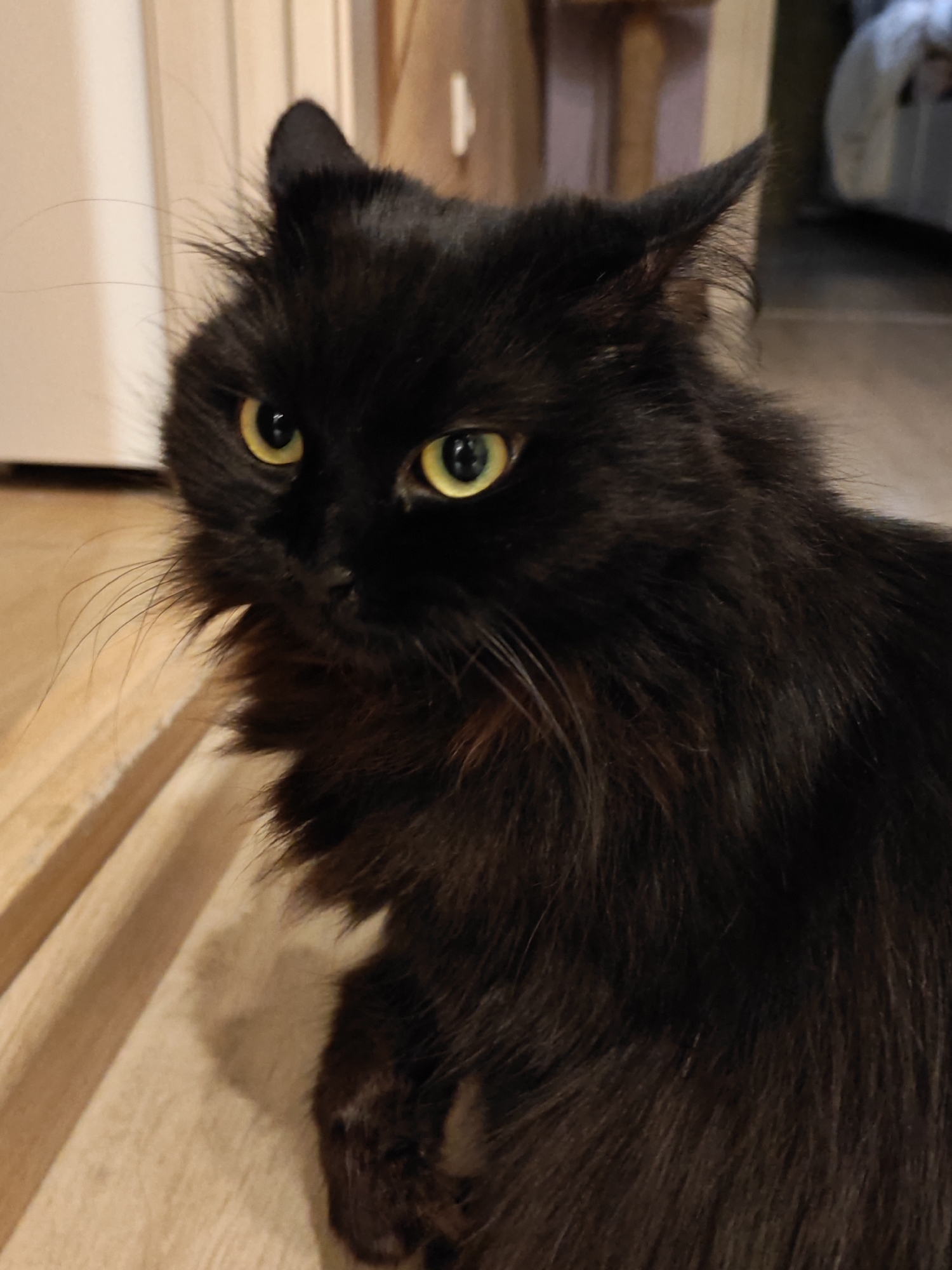 A black cat with long fur and yellow eyes is sitting on a wooden floor. The cat is facing the camera and is looking slightly to the left. Its ears are pointed forward, and its tail is not visible. The background is blurred and out of focus, but it appears to be an indoor setting with some furniture and a wall. The image was taken in Bataysk, Russia.