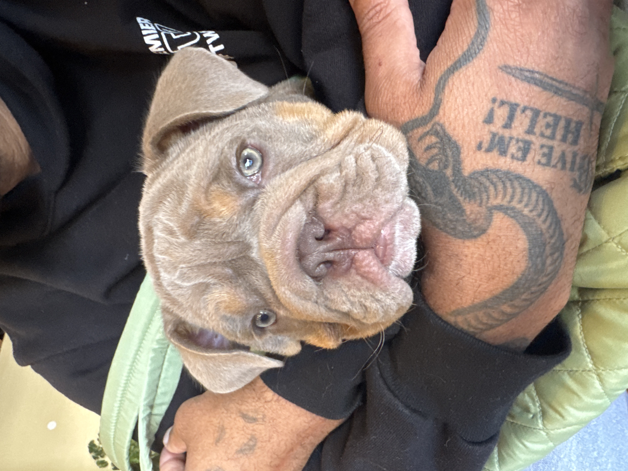 A person is holding a lilac bulldog puppy, likely indoors. The person wears a black sweatshirt and a green quilted jacket. The person's right hand has visible tattoos, including a snake and the words "DIVE EM' HELL!". No information suggests the location is Los Angeles.
