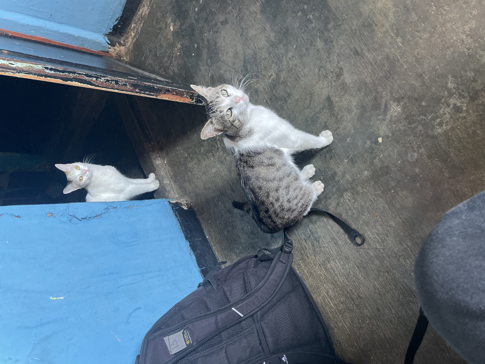 The image shows two cats, one white and one gray and white tabby, inside what appears to be a building in Caracas, Venezuela. The white cat is inside a dark space that is painted blue, while the tabby cat is on the gray concrete floor with a black backpack.