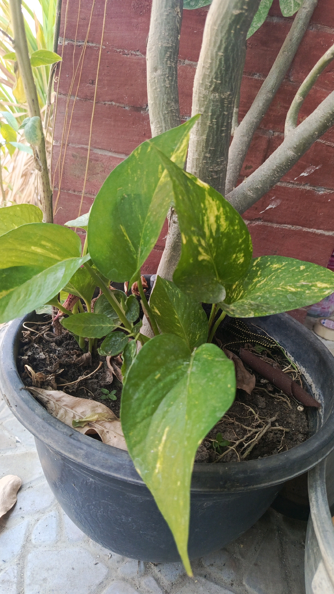 A potted Pothos plant with green and yellow variegated leaves sits in a black plastic pot. The pot is on a tiled surface. Behind the plant, a red brick wall is visible, and parts of a tree trunk and branches are also present. Some dry leaves are in the soil of the pot. The image appears to be taken outdoors in Babadan, Indonesia.