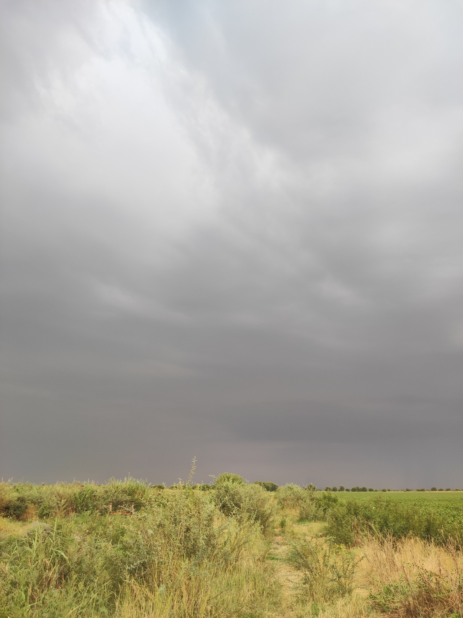 The image depicts a rural landscape in Pakhtachi, Uzbekistan, under a heavily overcast sky. The foreground is dominated by lush, green vegetation, including tall grasses and shrubs, with a narrow dirt path winding through it. In the midground, there is a dense growth of bushes and trees, with some areas appearing drier and yellowed. Beyond the vegetation, a green agricultural field stretches towards the horizon, lined with a distant row of trees. The sky is filled with dark, ominous storm clouds, creating a somber atmosphere. No people or animals are visible in the image.