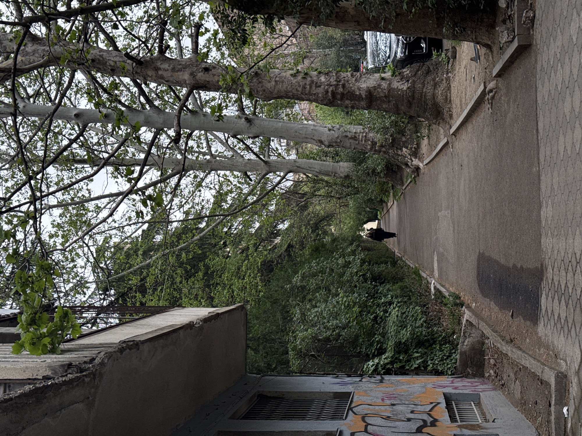 A medium-angle shot, rotated, reveals a street scene in Tbilisi, Georgia. A gray paved street with patterned edging stretches away into the distance. On the right side, a tree trunk runs parallel to the street. Beyond the trees, a black vehicle is partially visible. A bird is seen mid-street. On the left side, a building with faded gray walls and graffiti is visible. A metal grate covers a window or vent. The sky is overcast.