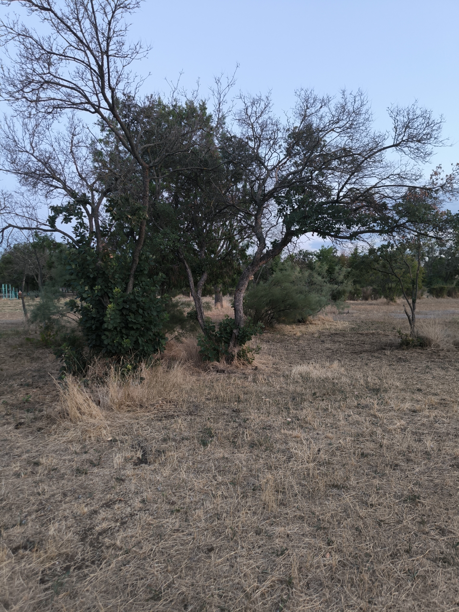 The image depicts a dry, grassy field with several trees of varying sizes and foliage. The sky above is a pale blue, indicating it is likely early morning or late evening. In the background, there are more trees, some with sparse branches and others with dense green leaves. The ground is covered in dry, straw-like grass, with patches of darker earth visible. There are no people or animals in the image. The scene appears to be a natural or semi-natural outdoor environment, possibly a park or undeveloped area. Based on the provided information, this scene is located in the city of Mykolaiv, Ukraine.