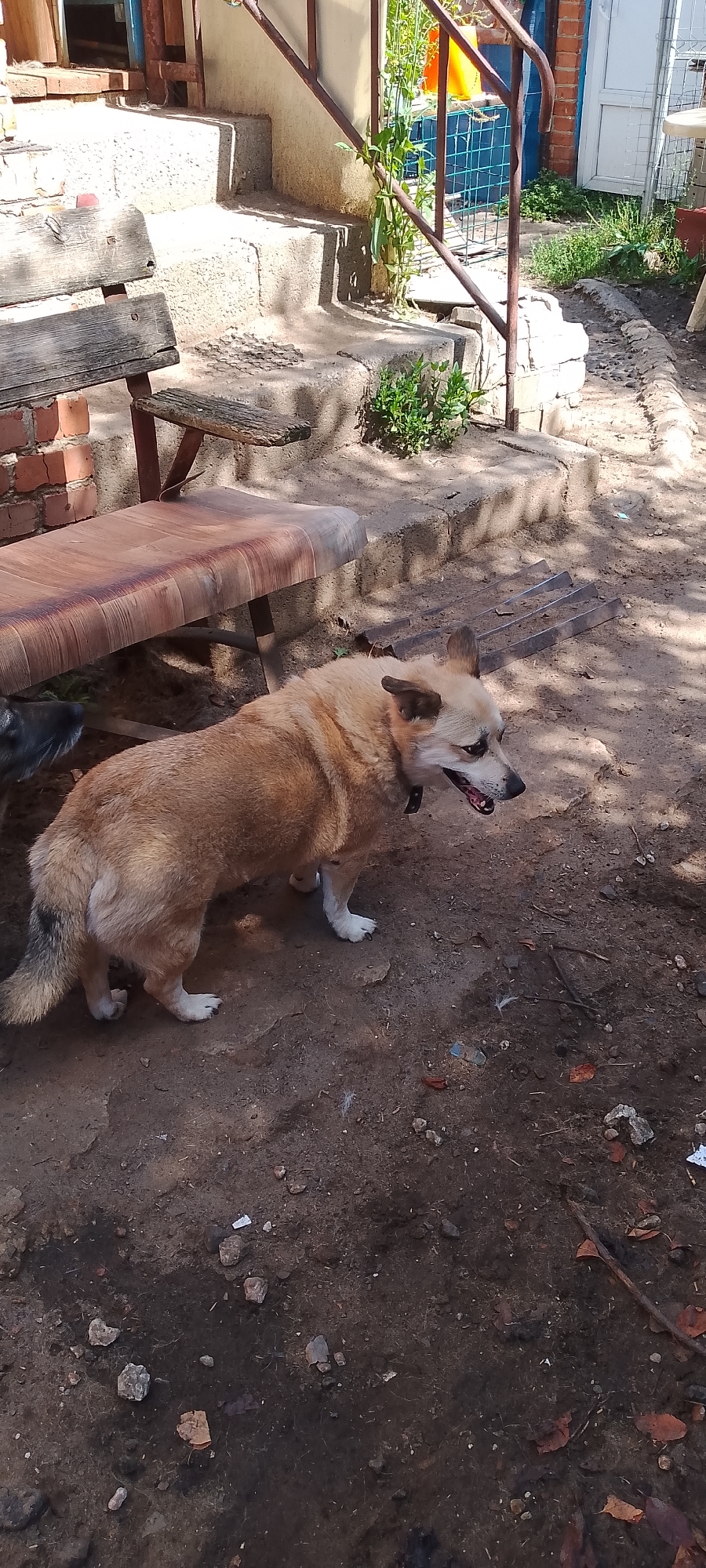 The image shows a medium-sized dog with tan and black fur standing on a dirt ground in front of a weathered wooden bench. The dog is facing to the right and has its mouth slightly open. Behind the dog and bench, there are concrete steps leading up to a building. The scene appears to be outdoors, possibly in a yard or alleyway, with some greenery and debris on the ground. The lighting suggests it is daytime. There are no specific identifiable landmarks to pinpoint the location within Belgorod, Russia, as the scene is generic to many outdoor spaces.