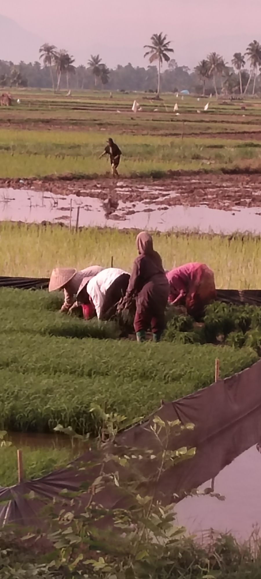 In Peurupok, Indonesia, a scene unfolds in a rural agricultural setting. A farmer, silhouetted against the hazy sky, works in a muddy, flooded field. The field is dotted with scarecrow-like figures, likely to protect crops. In the foreground, a group of three individuals, presumed to be farmers, are engaged in agricultural labor. One, wearing a conical hat, is bent over a patch of lush green plants. Another, in a white top and dark trousers, is also tending to the crops. The third individual, wearing a brown headscarf and a dark garment, is also actively working. A fourth person, in a vibrant pink garment, is partially visible in the background. The landscape is characterized by rice paddies and scattered palm trees, indicative of a tropical environment. The overall atmosphere suggests a productive day in the fields.