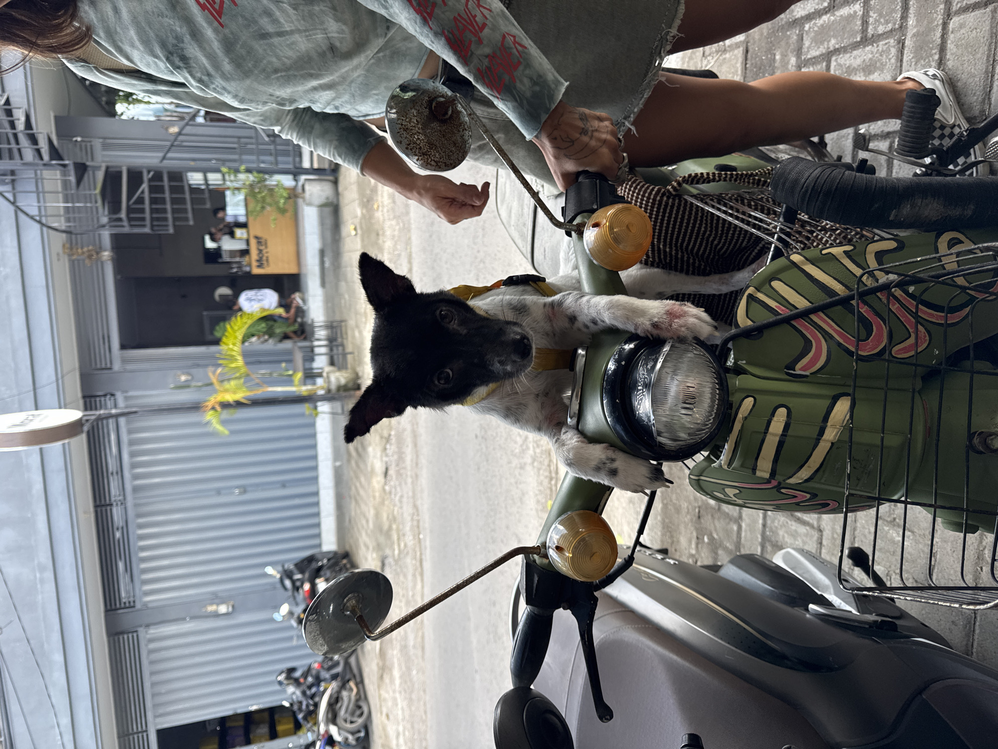 The image, oriented vertically, captures a person and a dog on a vintage-style scooter in what appears to be a street scene.
The main subjects are a person, partially visible, and a small dog. The person wears a light greyish-green long-sleeved shirt with the word "SLAYER" repeated in red text on the sleeves. They also wear distressed denim shorts or a skirt, revealing bare legs, and one foot with a black and white checkered Vans shoe is visible near the scooter. Tattoos adorn their arms as their hands grip the scooter's handlebars. A small, black and white dog, likely a puppy, is perched on the front of the scooter. It wears a yellow harness and has black ears and patches around its eyes, with a white muzzle and chest. The dog looks directly at the camera with a curious expression.
The scooter is olive green, featuring a round headlight, amber turn indicators, and small rearview mirrors. A metal basket is attached to the front, and the front panel displays stylized artwork in light yellow and pink. The seat appears to be a muted grey-brown.
The activity shows the person stopped with the scooter, with the dog playfully or curiously positioned on the front.
In the background, there are buildings with metal roll-down shutters, suggesting a commercial or residential street. A cafe or shop is visible, featuring a light brown wooden sign with the text "Morat" clearly displayed. Other motorcycles are parked further down the street. The bright lighting indicates it is daytime. The overall setting is a casual street environment in Kediri, Indonesia.