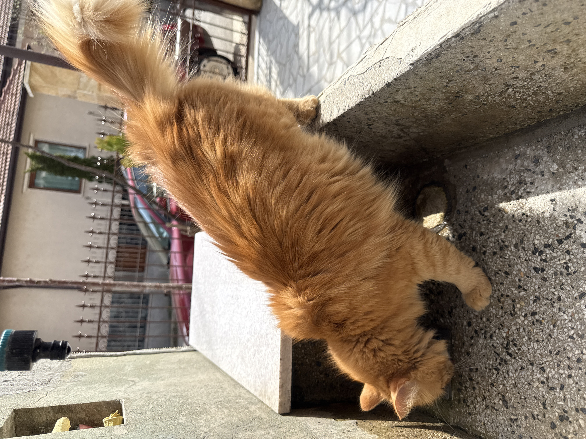 A long-haired, orange cat is drinking water in an outdoor setting, likely Berkovitsa, Bulgaria. The cat is bent over at an angle, its head in a small recess in the ground between a stone or concrete slab and a concrete structure. The cat's tail is long and bushy. Part of a building is visible in the background, with a window and what appears to be a metal grill or fence. A green garden hose attachment is also visible in the lower left. The area appears to be a concrete or stone patio or walkway. The scene is well-lit by sunlight.