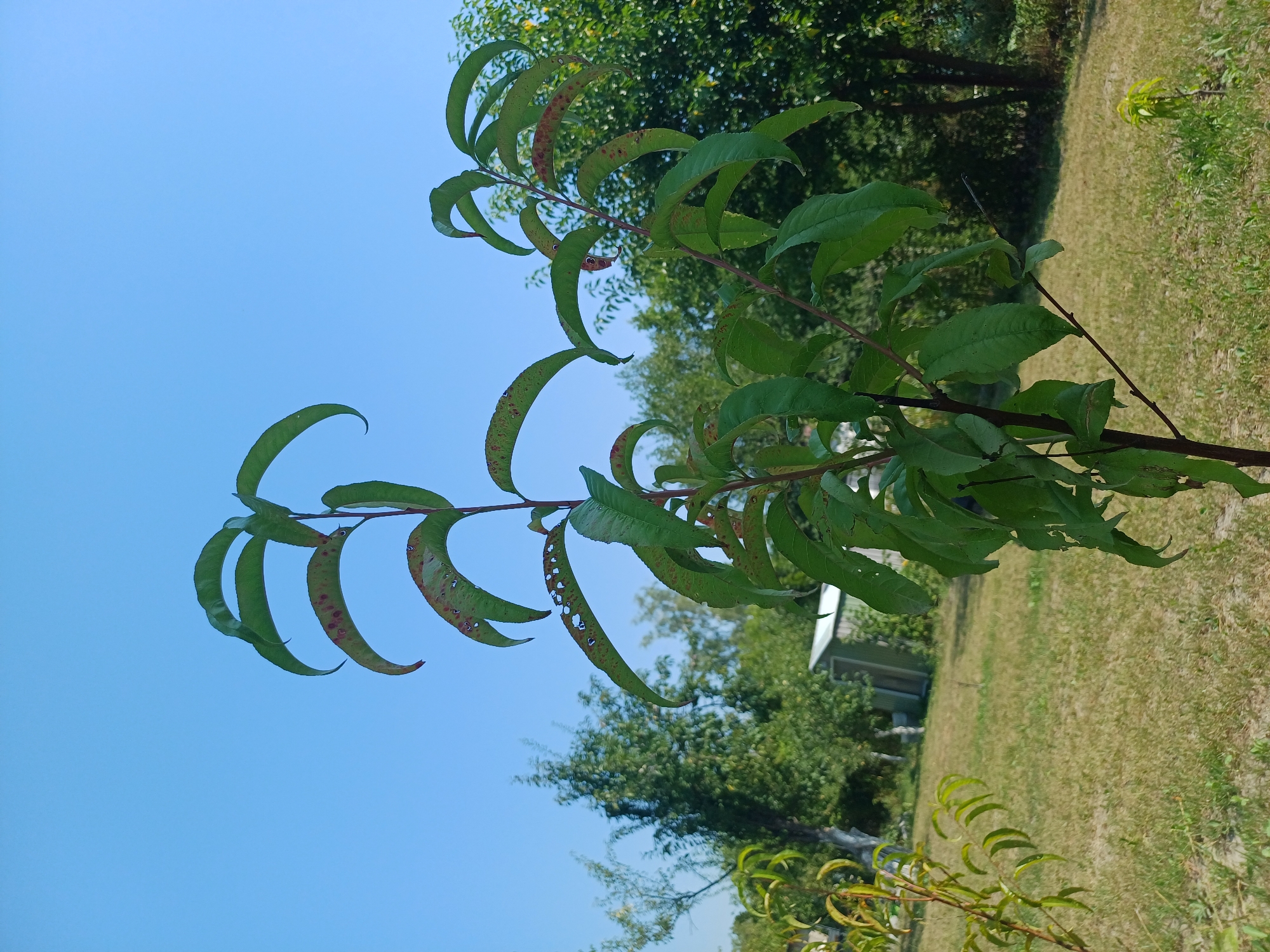 A young peach tree with green leaves, some of which show red spots and holes, stands in the foreground against a clear blue sky. The tree is located in a grassy yard with several other trees and a small shed in the background. The scene appears to be in Sulymivka, Ukraine.