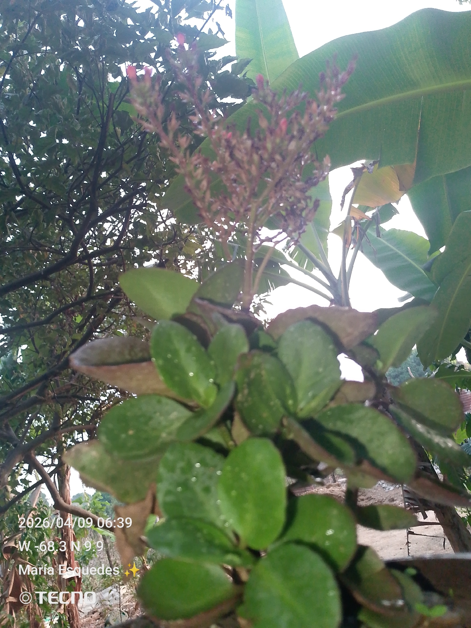 The image shows a plant with green, glossy leaves and a reddish-brown flower spike. A banana tree is visible in the background, as well as other trees with dense foliage. The date, time, and location coordinates "2026/04/09 06:39 W -68.3 N 9.9" are overlaid on the bottom left, indicating a location in Tinaquillo, Venezuela. The name "María Esquedes" and the brand "TECNO" are also displayed.