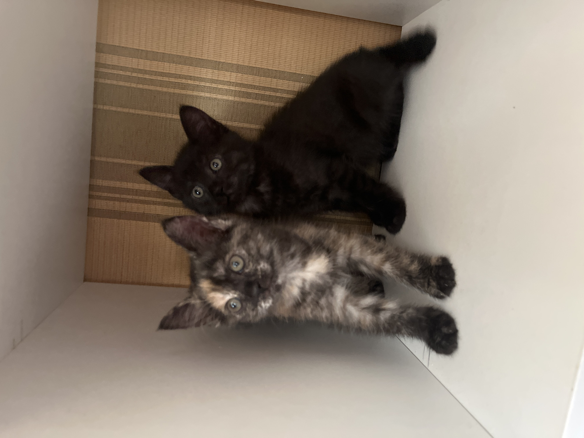Two kittens are positioned in a shelf-like compartment. The kitten on the left has a tortoiseshell pattern with patches of black, brown, and cream. Its eyes are light green, and it is looking slightly upwards and to the left. The kitten on the right is solid black with bright green eyes, and it is looking forward. The background consists of a wall with vertical beige and brown stripes. The compartment appears to be indoors, and the lighting is bright. There are no people or vehicles visible. The location is not specified within Shymkent, Kazakhstan.