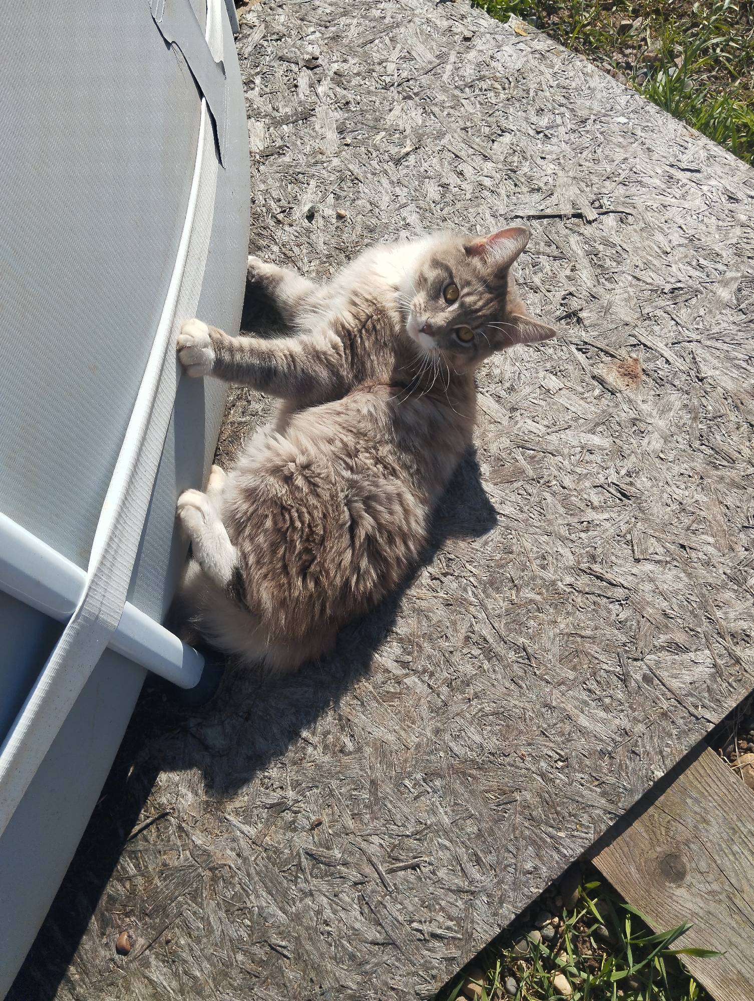 This outdoor image, taken in Grishanki, Russia, features a fluffy cat lying next to a large, light-colored structure on a bright, sunny day. The cat, the main subject, has light brown and grey fur with white markings on its chest and paws, and piercing yellow eyes. It is looking directly at the camera with an alert and curious expression.
The cat is positioned alongside a light grey structure, which appears to be part of an above-ground pool or a large container. This structure has a textured, mesh-like surface and visible white plastic framing or supports. The cat's front paws are extended and resting on the side of this structure, while its back paws are also gripping it.
The ground beneath the cat and structure is covered primarily with weathered oriented strand board (OSB) or particle board. In the bottom right corner of the frame, there is a transition to a natural ground area, showing green grass, small stones, and a section of a wooden plank. The strong shadows cast by the cat and the structure indicate direct sunlight, confirming it is daytime. There is no visible text in the image.