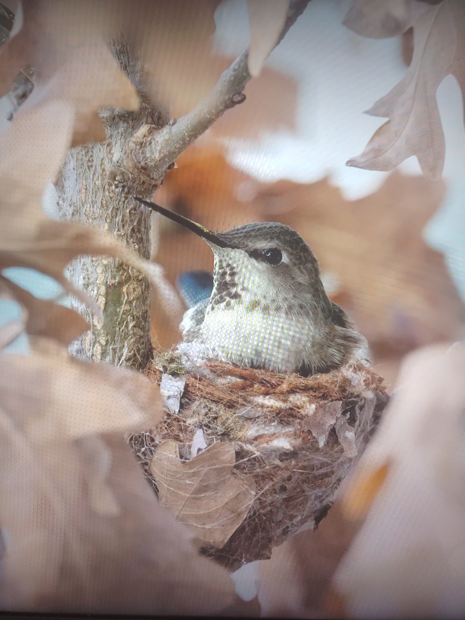 A hummingbird is nestled in a nest made of plant fibers and leaves, which is attached to the branch of a tree. The bird is facing right, with its long beak visible. Brown leaves surround the nest. The background is out of focus, showing a light blue or grey sky. The location is unknown.