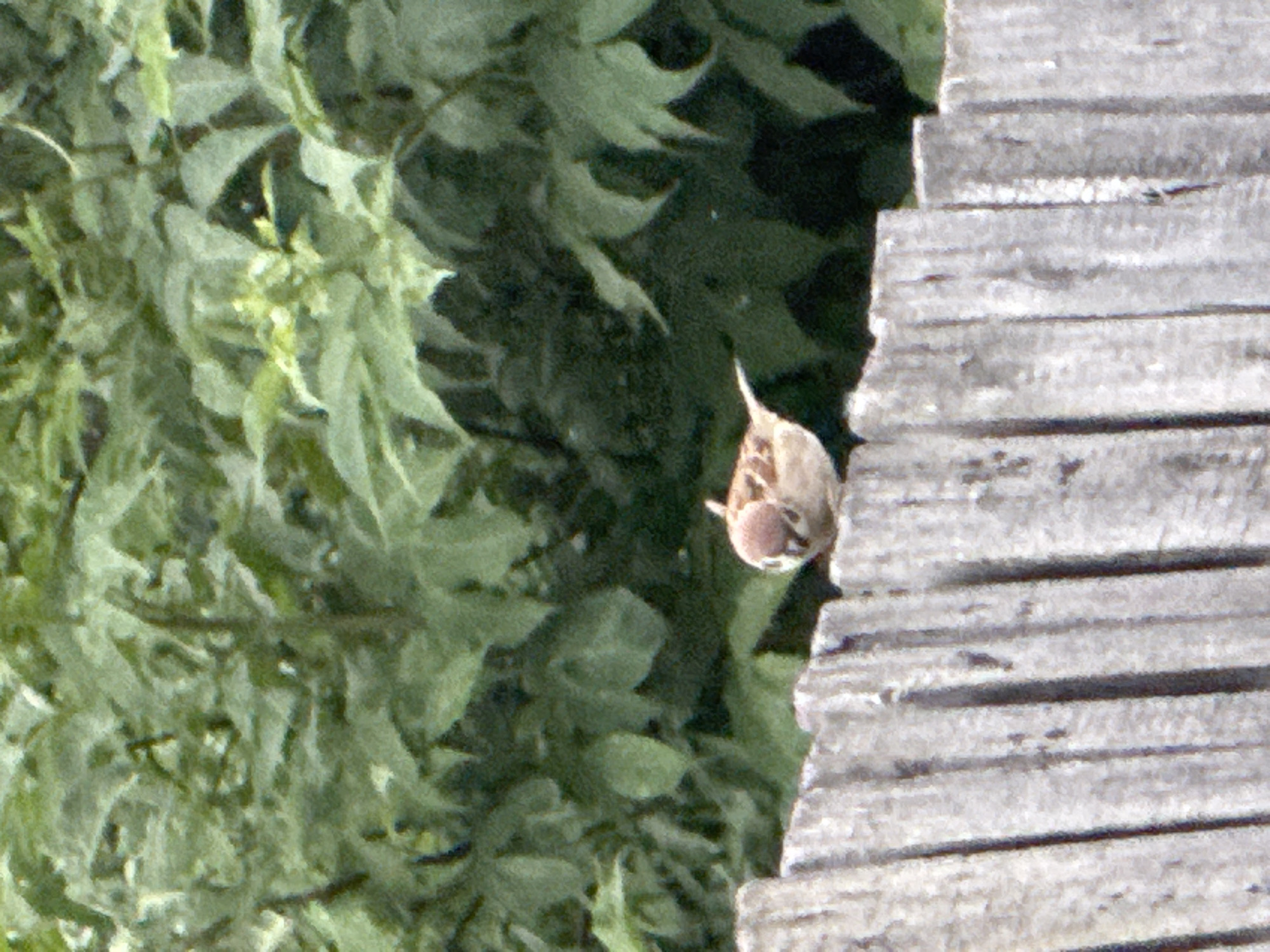 A small bird with brown and white plumage is perched on a weathered wooden fence. The bird is facing towards the right side of the frame, with its head slightly tilted. Behind the fence, there is a dense background of green foliage, indicative of trees or bushes. The fence is constructed from vertical wooden planks, showing signs of age and weathering. The scene appears to be outdoors, possibly in a natural or semi-natural environment within the city of Chaikovsky, Russia.