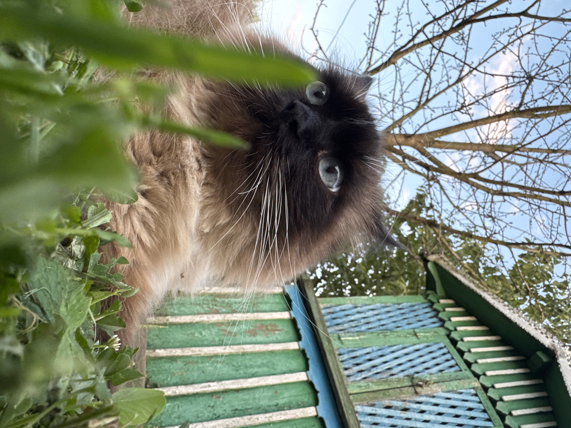 A low-angle, medium shot captures a fluffy, brown and black cat with striking blue-green eyes. The cat is positioned in the foreground, partially obscured by blurred green grass and clover flowers. Behind the cat, a weathered, green and blue wooden structure, possibly a fence or part of a small building, is visible. Bare tree branches reach into a pale blue sky with scattered white clouds. The overall scene suggests an outdoor setting, likely a garden or yard, with a rustic and natural ambiance. The image is taken from a close-up perspective, emphasizing the cat's face and fur.