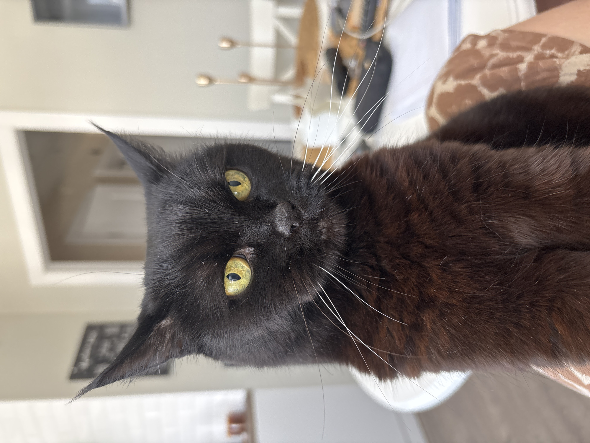 This image displays a domestic black cat, identified as being within a residential interior in Chaikovsky, Russia. The cat is positioned centrally, facing directly towards the observer with a focused expression. Its fur is predominantly black, exhibiting a dark brown or auburn tone on its lower neck and chest. The cat's eyes are a vivid yellow-green with black, vertically slit pupils; a small, white discharge or particulate is present in the inner corner of its right eye (viewer's left). Numerous long, white whiskers protrude from its muzzle. Its ears are erect and pointed. The cat appears to be seated on a surface covered with a brown and off-white patterned fabric, possibly indicating a person's lap or upholstered furniture.
The background shows a brightly illuminated indoor setting. To the left, a portion of a white table is visible, alongside what appears to be a white kitchen counter or cabinet with a tiled backsplash and a dark, rectangular object mounted on the wall. A white doorway is centrally located in the background. To the right, a white chair back is present, and on a table surface, several blurred objects include three slender, gold-toned, spoon-like items standing upright, and other indistinct dark objects. A blurred rectangular object, possibly a television or framed picture, is visible on the far right wall. The environment suggests a domestic kitchen or dining area.