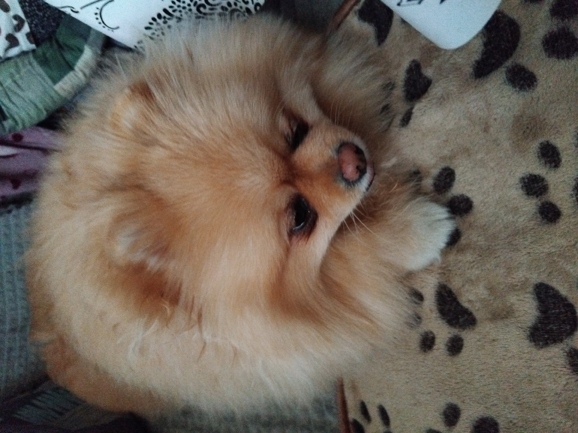 A close-up, overhead shot features a fluffy Pomeranian dog with light brown fur, resting on a patterned blanket. The dog's face, predominantly its head and snout, is the main focus. Its eyes are dark and partially closed, and its pink nose is visible. The dog's paws are splayed out on the blanket. The blanket beneath the dog has a brown and tan pattern of dark paw prints. In the background, parts of other soft furnishings are visible, including fabric with a green and blue striped pattern, and a white surface with black decorative elements. The image was taken in Apriltsi, Bulgaria.