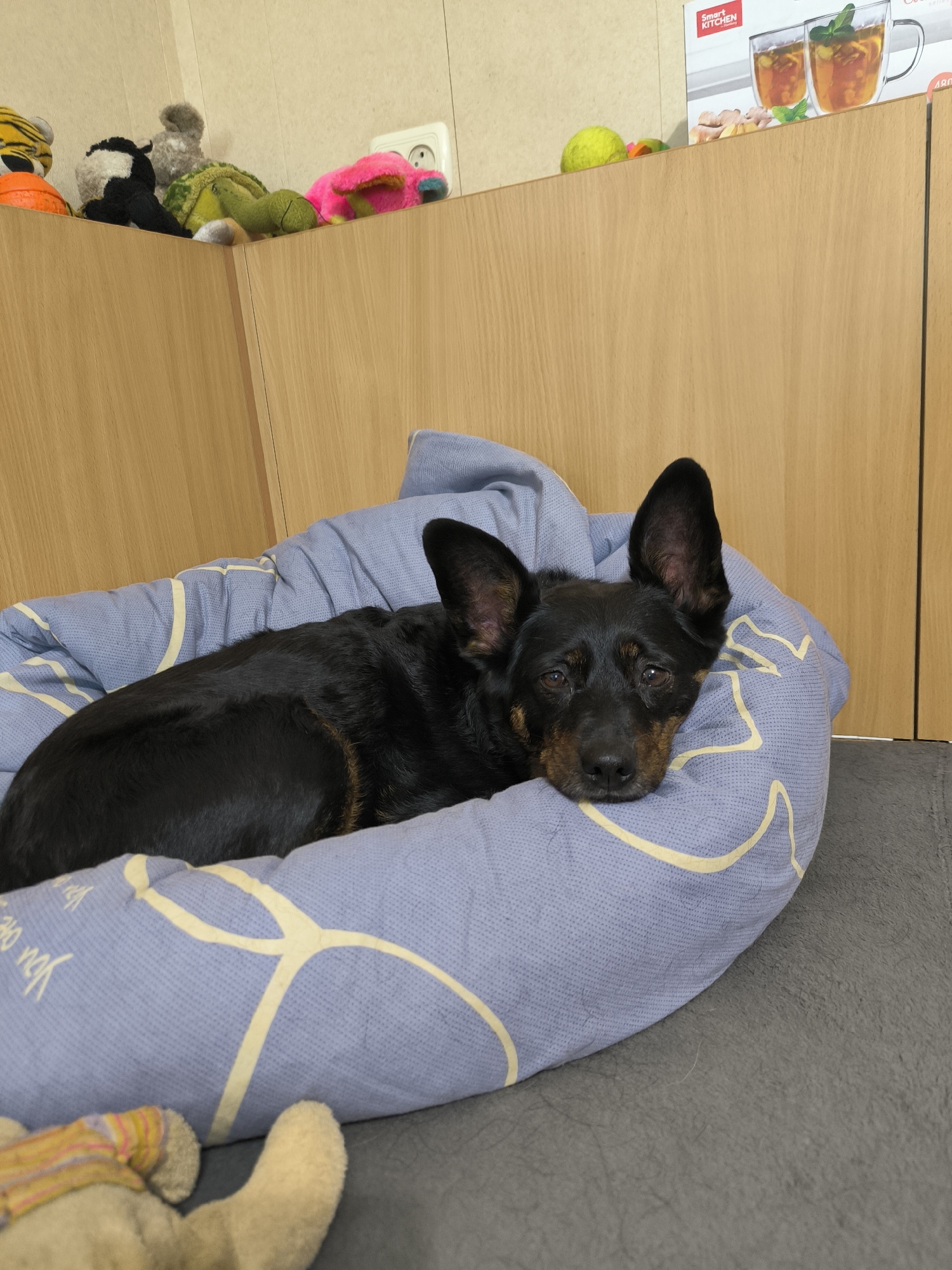 The image depicts a black and tan dog resting in a light blue dog bed with a yellow pattern. The dog is lying down, with its head resting on the edge of the bed and its eyes looking towards the camera. The dog bed is placed on a dark gray surface. In the background, there are wooden cabinets and a white electrical outlet. On top of the cabinets, several stuffed animals are visible, including what appears to be a tiger, a cow, a turtle, and a pink stuffed animal. A small green ball is also present on top of the cabinets. The scene appears to be indoors, likely in a residential setting. There is no discernible indication of the specific location within the city of Mykolaiv, Ukraine.