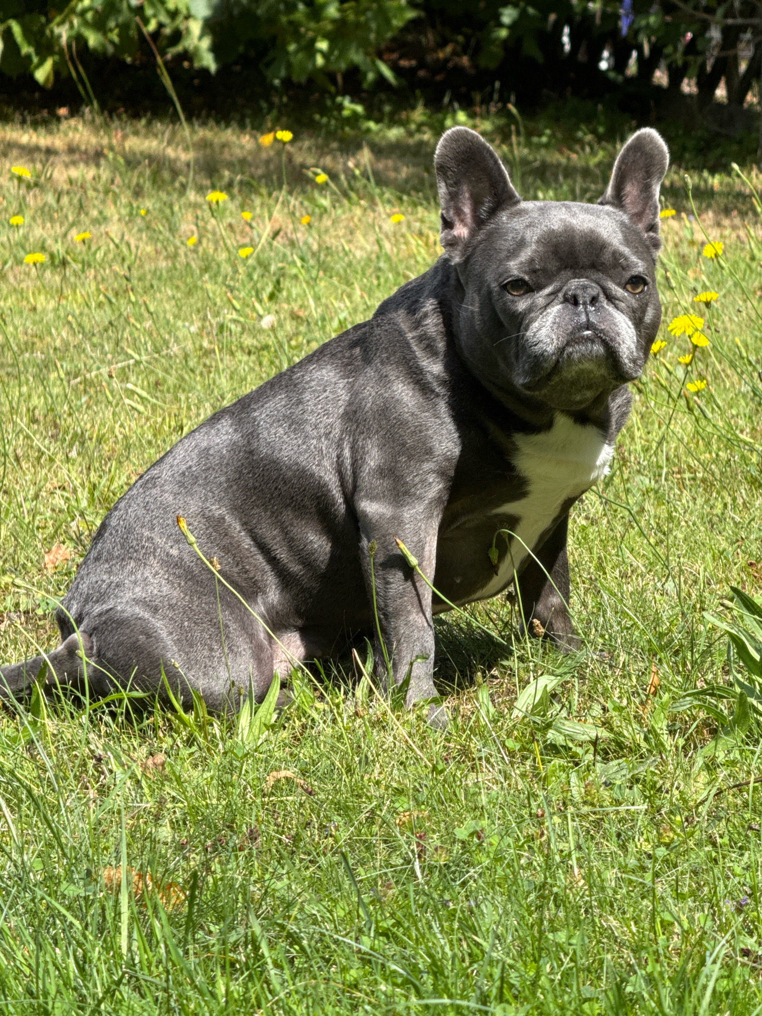 A gray French bulldog with a white chest is lying in a grassy area with yellow dandelions. The dog is facing the camera, with its head slightly tilted. The background is out of focus, showing green foliage and a hint of sunlight filtering through. The scene appears to be in a park or backyard, consistent with the town of Bad Sachsa, Germany, known for its natural beauty and outdoor recreational areas.