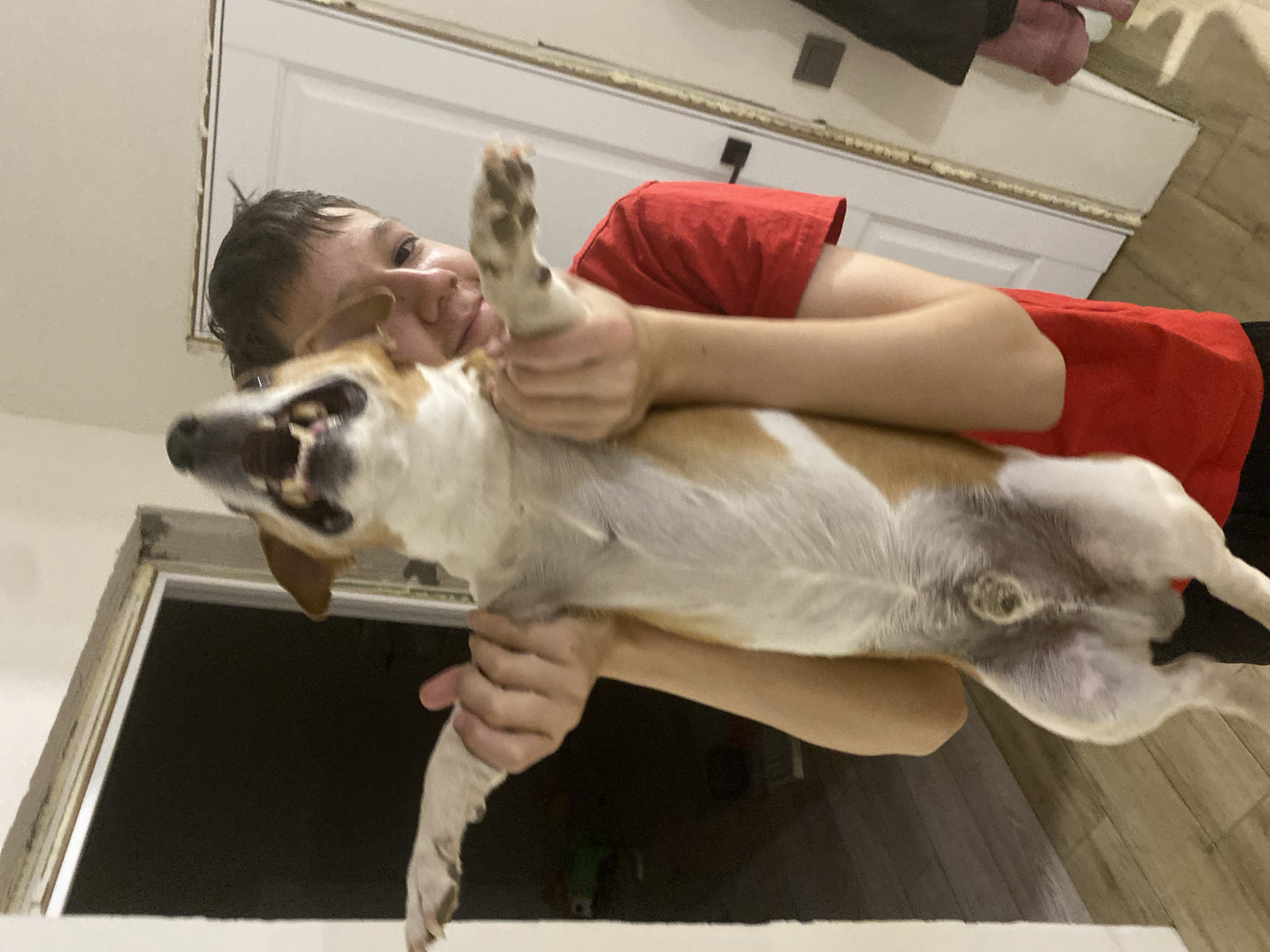 A person wearing a red shirt is holding a tan and white dog in their arms. The dog is on its back, exposing its underbelly. The scene appears to be indoors, with a door and a light fixture visible in the background. The city of Chaikovsky, Russia, is not identifiable in the image.