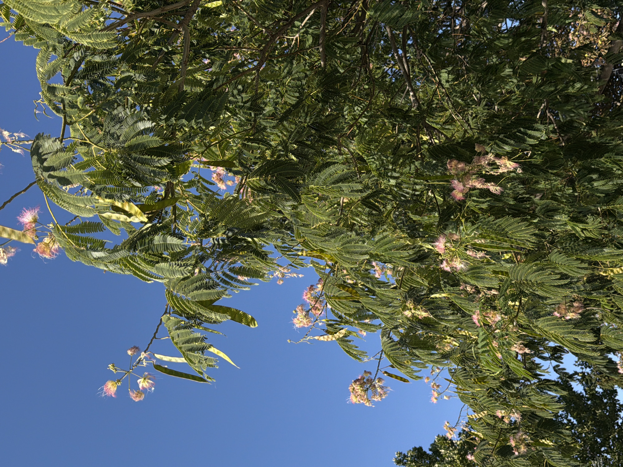 The image shows a close-up view of the branches and foliage of a blooming Persian silk tree (Albizia julibrissin) against a clear blue sky. The tree is laden with delicate, pink, fluffy flowers and has characteristic feathery, compound leaves. Several seed pods are also visible, hanging from the branches. The foliage is dense and green, with some seed pods appearing yellowish-green. The overall impression is that of a vibrant, healthy tree in bloom during daylight hours. The location in Dunajská Streda, Slovakia, suggests this is likely a cultivated ornamental tree, possibly in a park, garden, or along a street. No people or animals are present in the image.