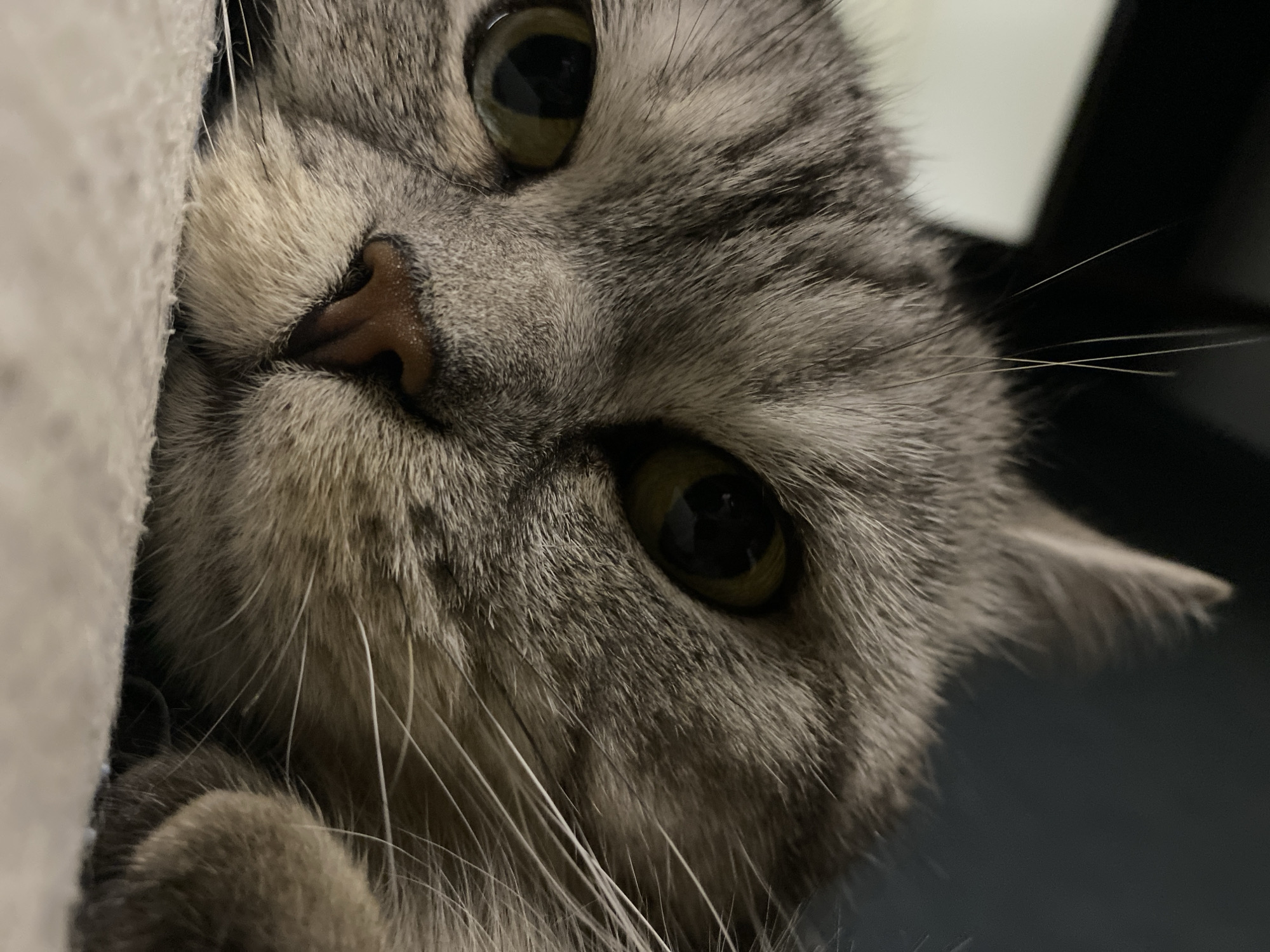 The image shows a close-up of a gray tabby cat's face, looking slightly downward into the camera. The cat's eyes are yellowish-green, and its nose is pinkish-brown. The fur is a mix of gray and white tones. A paw is visible on the lower left. Part of a light-colored, possibly fabric surface is seen on the left side of the frame, while a dark, out-of-focus background fills the rest of the image.
There is no evidence to suggest the image was taken in Chaikovsky, Russia.