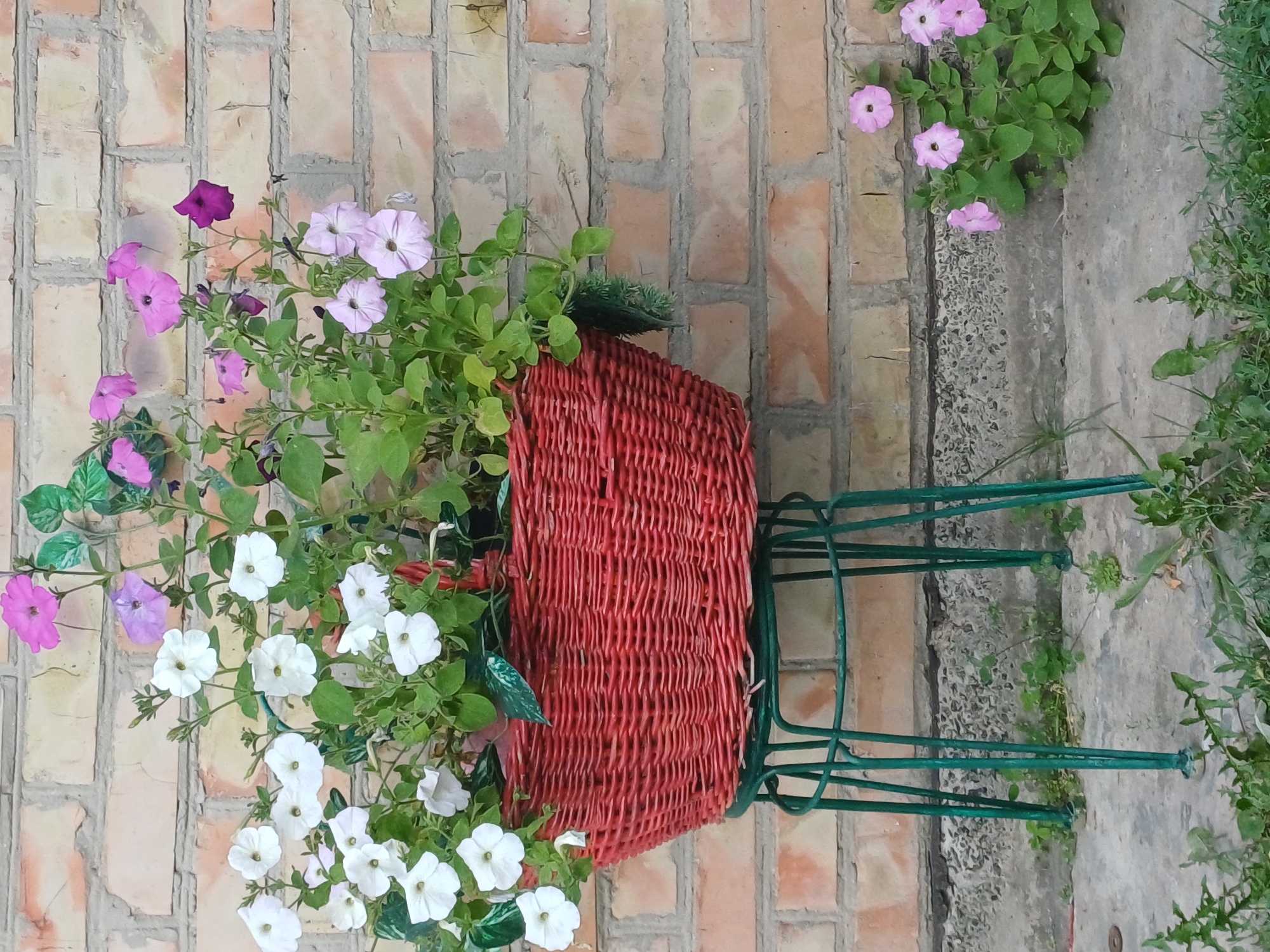 A red woven basket filled with flowering petunias sits on a green metal stand in front of a brick wall. The petunias are a mix of white, light pink, and dark pink. Some of the flowers are in bloom, while others are still buds. The basket is overflowing with greenery, and some of the plants are hanging over the sides. The brick wall is a light brown color and appears to be weathered. There is a patch of gravel at the base of the wall, and some grass and weeds are growing in the foreground. In the lower right corner of the image, there is a small cluster of light pink petunias growing near the ground. This scene is located in Sulymivka, Ukraine.