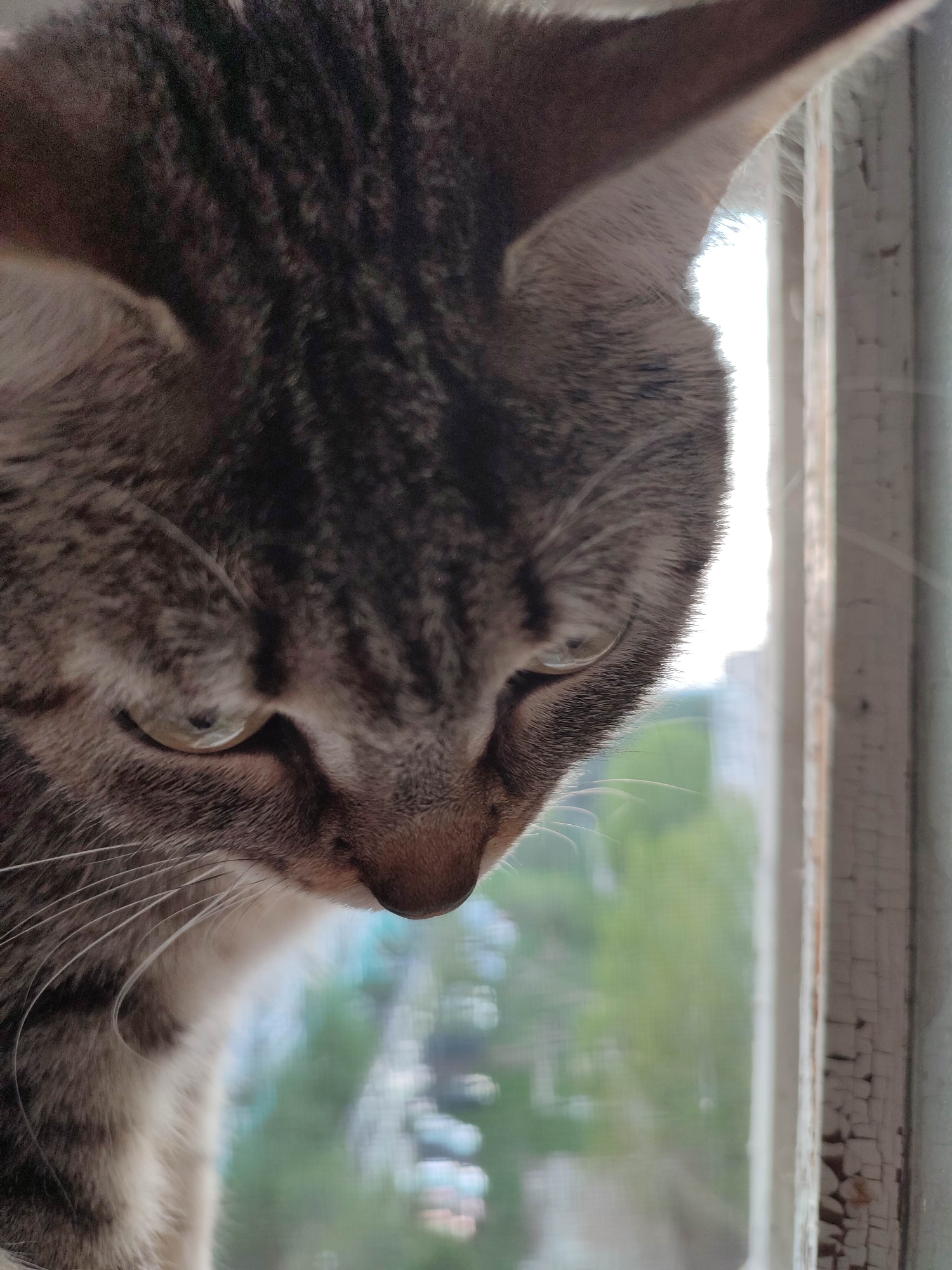 A close-up, slightly high-angle shot shows the head of a tabby cat, positioned near a window frame. The cat’s fur is a mix of gray and brown hues, with darker stripes creating a distinctive tabby pattern. Its eyes appear partially closed, conveying a relaxed or contemplative mood. The cat's whiskers are visible and extend outward. The background is blurred, showing glimpses of trees and building, which suggesting an urban environment. The window frame itself is painted white and shows signs of wear with cracked and peeling paint.