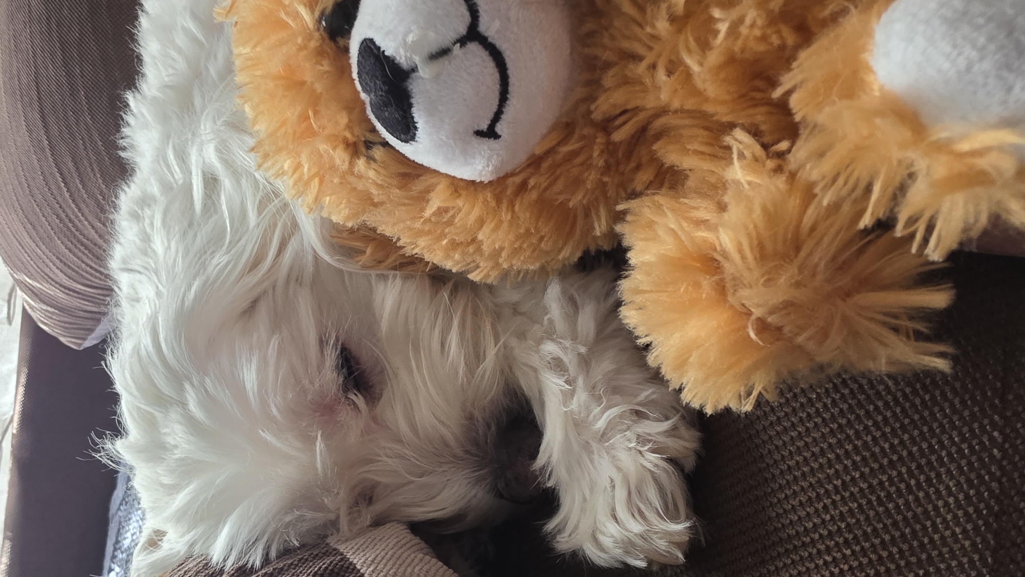 The image captures a heartwarming close-up of a small, fluffy white dog peacefully sleeping, nestled closely with a soft, orange-brown plush toy. The dog, likely a Maltese or a similar breed, is curled up on its side, its eyes closed, indicating deep sleep. Its white fur appears soft and slightly disheveled from napping.
The plush toy, which resembles a teddy bear or a lion cub due to its shaggy orange-brown fur and a lighter face with embroidered black features (eyes and nose), is positioned above and partly covering the dog, suggesting they are cuddling. The dog's front paws are visible, tucked under its body, and its face is partially obscured by its fur and the toy.
The setting appears to be indoors, likely a cozy spot like a couch or a bed, indicated by the brown, textured fabric the animals are resting on. To the left, there's a softer, lighter brown or beige fabric, possibly a curtain or another piece of upholstery, creating a soft backdrop. The overall impression is one of comfort, peace, and security. There is no visible text in the image. Given the provided context, the scene takes place in Blagoevgrad, Bulgaria.